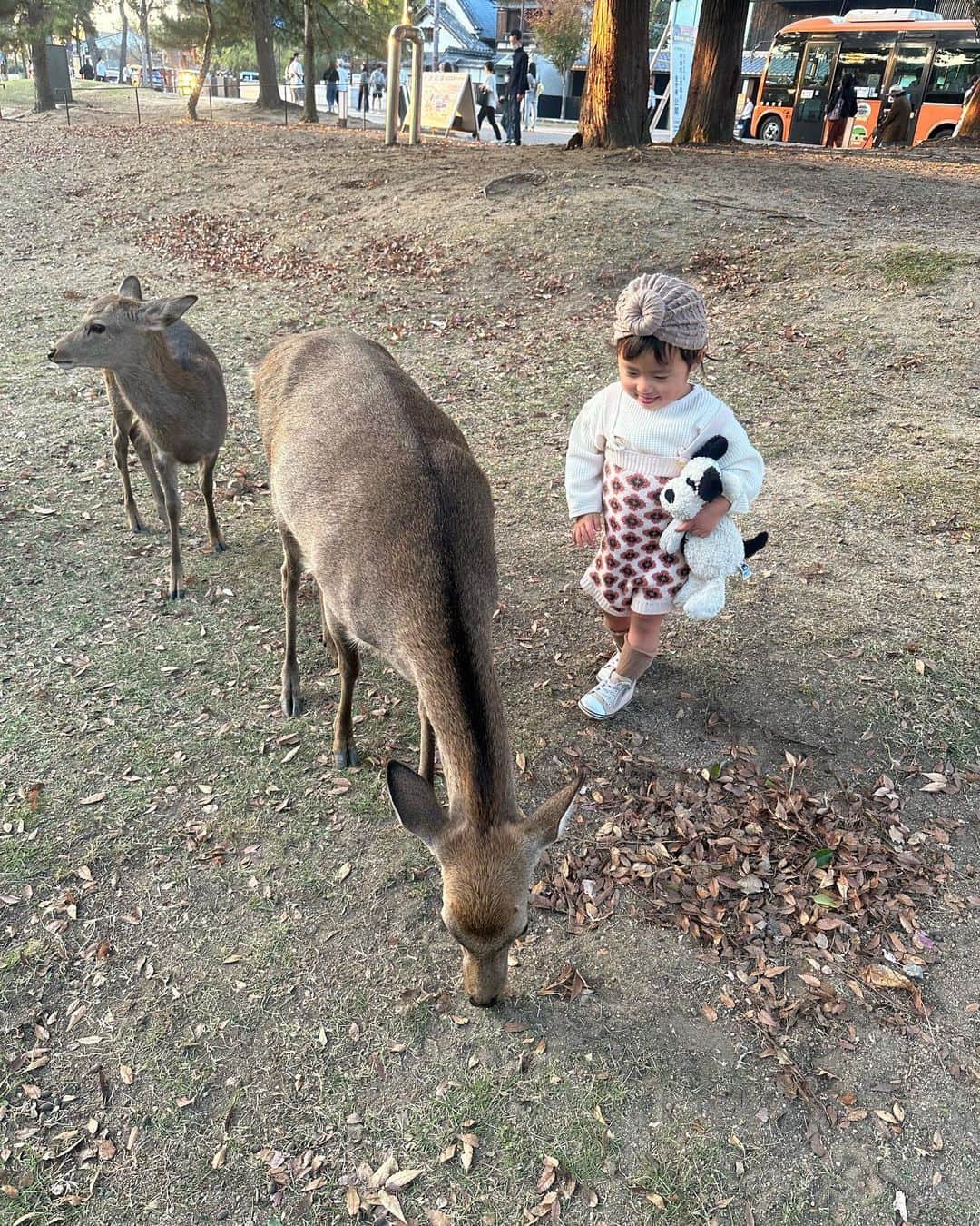 AYAさんのインスタグラム写真 - (AYAInstagram)「_ 動物大好きやから奈良公園の鹿🦌に どうしても会わせてあげたくて、 日没ギリギリやったけど滑り込みで🚗  家の近くの川にたまに降りてきたりするから 赤ちゃんの時からお散歩の時とかたまに見てきたけど こんなに近くで見るのは初めて。  大型犬とかも触れるようになったし きっと怖がらへんやろなと思ったけど 見た瞬間「鹿さーん！」って呼びながら 普通に近づいてよしよしして触ってたし 普通に餌あげてて ほんまに爆笑した😂😂😂  歩いていく🦌をゆっくり後ろから 見守るように着いて行ってみたり 鹿が食べようとして落としたどんぐりを 「落としたよ〜」って拾って 食べさせてあげたり、 優しくて接することが出来ていて感動しました🥺  私も動物大好きやから、 動物好きに育ってくれて本当に嬉しい🌼  次はもっとゆっくり行こうね。  動物は大丈夫やのに喋りかけりる 観光の方には人見知りしていた詩珠でした🤫  #詩珠diary」11月16日 21時43分 - a.y.hana_12o6