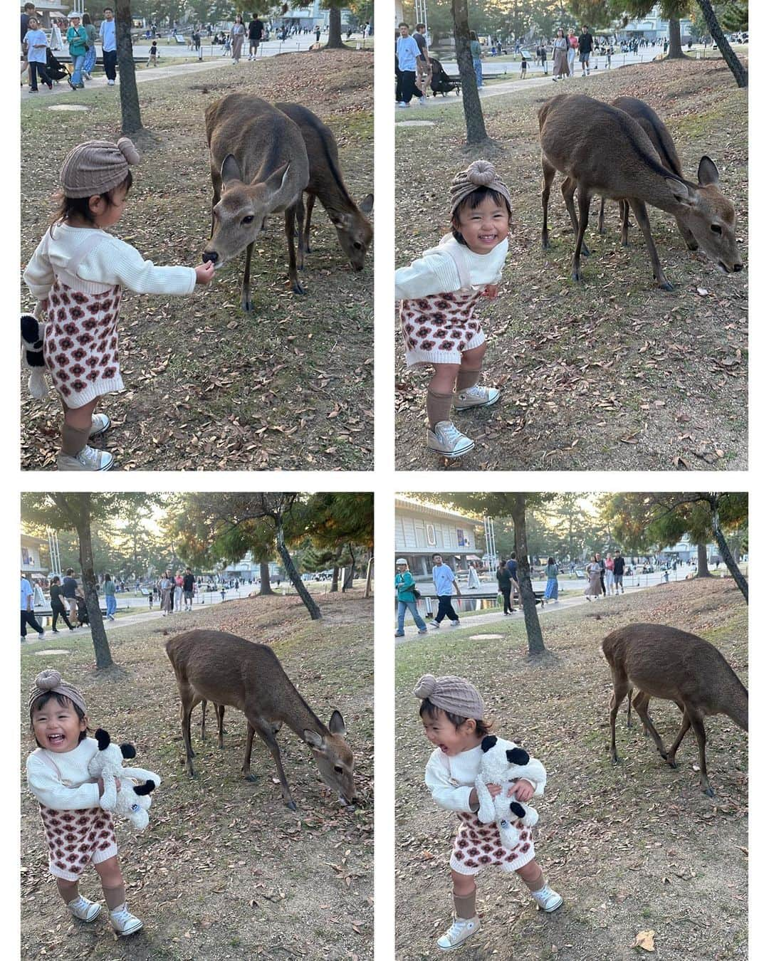 AYAさんのインスタグラム写真 - (AYAInstagram)「_ 動物大好きやから奈良公園の鹿🦌に どうしても会わせてあげたくて、 日没ギリギリやったけど滑り込みで🚗  家の近くの川にたまに降りてきたりするから 赤ちゃんの時からお散歩の時とかたまに見てきたけど こんなに近くで見るのは初めて。  大型犬とかも触れるようになったし きっと怖がらへんやろなと思ったけど 見た瞬間「鹿さーん！」って呼びながら 普通に近づいてよしよしして触ってたし 普通に餌あげてて ほんまに爆笑した😂😂😂  歩いていく🦌をゆっくり後ろから 見守るように着いて行ってみたり 鹿が食べようとして落としたどんぐりを 「落としたよ〜」って拾って 食べさせてあげたり、 優しくて接することが出来ていて感動しました🥺  私も動物大好きやから、 動物好きに育ってくれて本当に嬉しい🌼  次はもっとゆっくり行こうね。  動物は大丈夫やのに喋りかけりる 観光の方には人見知りしていた詩珠でした🤫  #詩珠diary」11月16日 21時43分 - a.y.hana_12o6