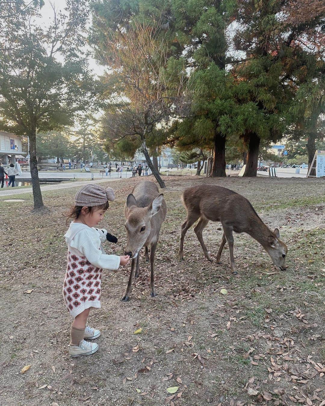 AYAのインスタグラム：「_ 動物大好きやから奈良公園の鹿🦌に どうしても会わせてあげたくて、 日没ギリギリやったけど滑り込みで🚗  家の近くの川にたまに降りてきたりするから 赤ちゃんの時からお散歩の時とかたまに見てきたけど こんなに近くで見るのは初めて。  大型犬とかも触れるようになったし きっと怖がらへんやろなと思ったけど 見た瞬間「鹿さーん！」って呼びながら 普通に近づいてよしよしして触ってたし 普通に餌あげてて ほんまに爆笑した😂😂😂  歩いていく🦌をゆっくり後ろから 見守るように着いて行ってみたり 鹿が食べようとして落としたどんぐりを 「落としたよ〜」って拾って 食べさせてあげたり、 優しくて接することが出来ていて感動しました🥺  私も動物大好きやから、 動物好きに育ってくれて本当に嬉しい🌼  次はもっとゆっくり行こうね。  動物は大丈夫やのに喋りかけりる 観光の方には人見知りしていた詩珠でした🤫  #詩珠diary」