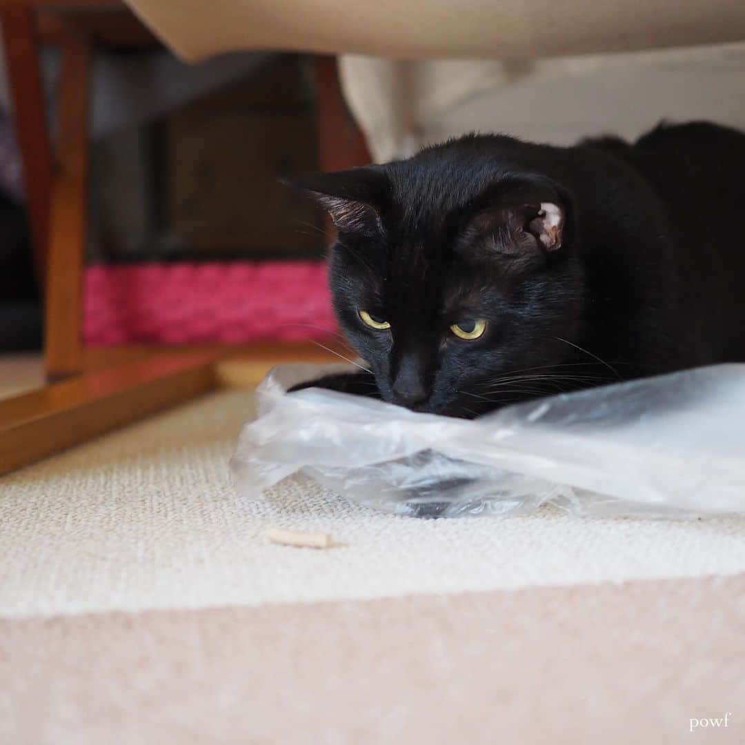 anemone_69のインスタグラム：「🐈‍⬛ . キョウジュくんが喜びそうな 長ーい猫砂(木製)があっただよ。 . ２枚目は動画です。 途中で猫砂が半分になってしまいますが、 食べてはいません😓 . . #ハカセとキョウジュ #ハカセとキョウジュmovie #猫動画  #blackcat #黒猫 #cat #猫 #保護猫 . . .」