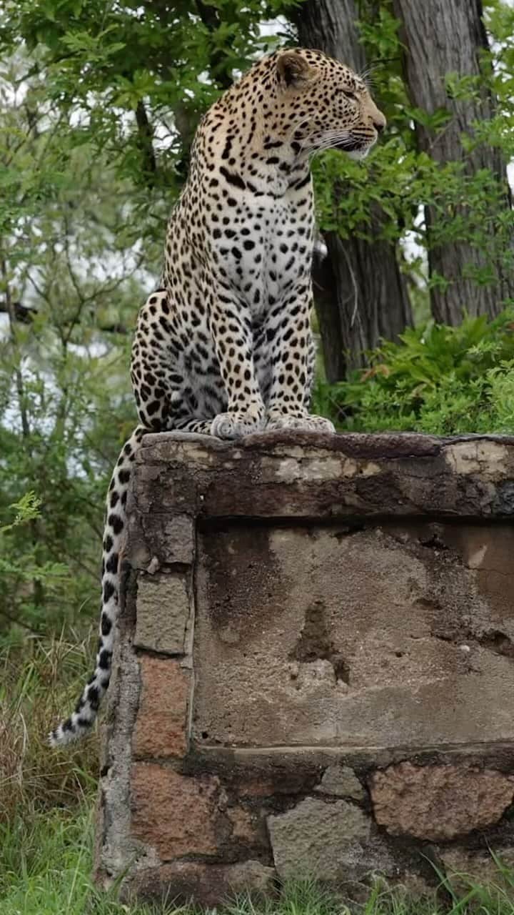 Keith Ladzinskiのインスタグラム：「Mere hours after landing in Kruger National park we had this incredible, serendipitous encounter after @brittmumma spotted this large male #leopard in the distance, casually sitting on an old road sign in the park. “Is that a leopard?” she said, more in rhetorical disbelief than an actual question. @tjtriage and I dumbly replied “I think?…Is it a statue?” Until we saw the flick of the tail as we drew closer in our rental car, the leopard took its sweet time, staring at us, it’s surroundings, before gracefully, pouncing down and melting into the thick brush.  - - #krugerNationalPark」