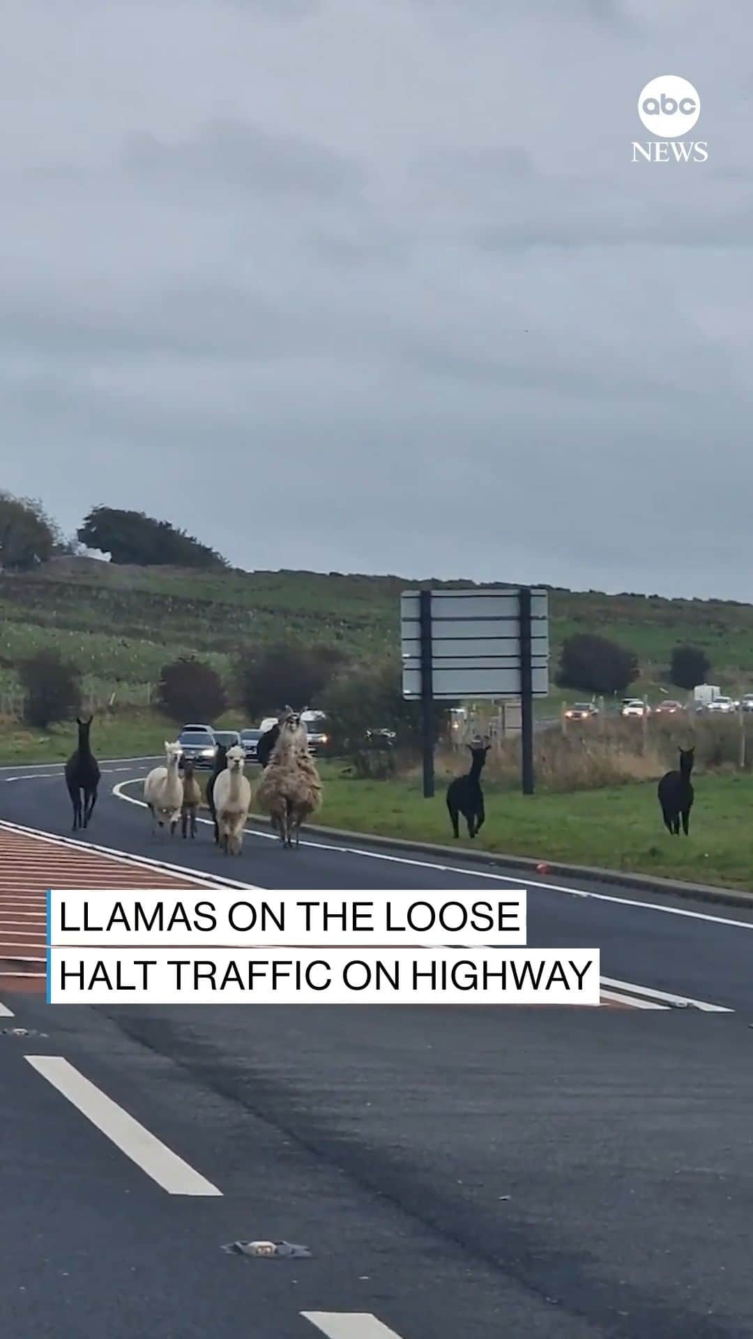 ABC Newsのインスタグラム：「Llamas on the loose brought traffic to a standstill on this English highway after they escaped a nearby farm shop with some adventurous alpaca pals.  The runaways were eventually shepherded back to safety.」
