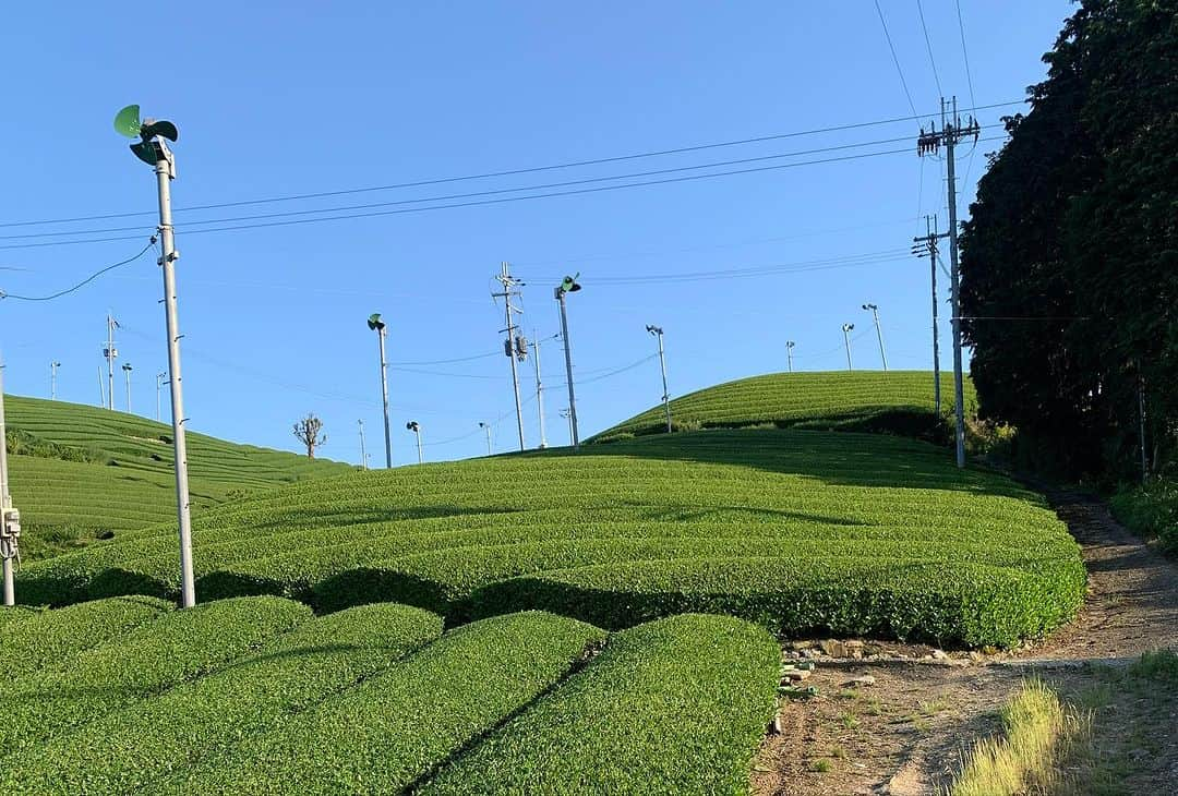 小川夏果さんのインスタグラム写真 - (小川夏果Instagram)「【共生・茶之道】制作、解禁したので当時の写真を。監督は伊地知拓郎。鹿児島の下堂園さん、京都の堀井七茗園さんを取材させて頂きました。鹿児島のお茶と京都宇治茶のお茶の違い、考え方、歴史など色んなお話を伺い、長い歴史の中で人々の生活に溶け込み、嗜好品ではあるものの、日本人にとってなくてはならないものになりました。 これからも色んな形を変えて発展していくことと思います。このような素晴らしいテーマを中国から頂き、撮影し、中国と北米で配信されるそうです。 YouTubeから見れるので良かったら皆さん観てみて下さい。 【共生・茶之道】で検索▼ https://youtu.be/krQQVj6elTw?si=u0TPqUYlxBXJV3I5  #撮影 #ドキュメンタリー #お茶 #茶 #お茶の時間 #お茶のある暮らし #茶畑 #茶園 #茶農家 #茶文化 #歴史 #宇治茶 #鹿児島茶 #中国茶 #greentea #tea #teatime  #lookingchina2023」11月16日 22時40分 - ogawanachu