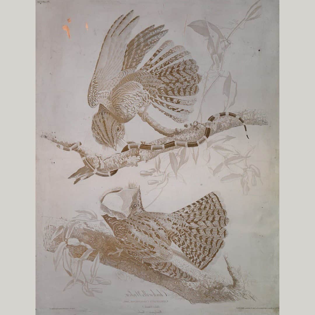 スミソニアン博物館さんのインスタグラム写真 - (スミソニアン博物館Instagram)「Please enjoy some artistic interpretations of songbirds and snakes. We were utterly unprepared for that last one.   🐍: “Coiled Rattlesnake” by William B. Kerr & Company, 1890. @cooperhewitt   🍁: “Two crested birds on a branch; autumn leaves,” formerly attributed to Zhao Boju, 18th century. @natasianart   🌳: “Root Rattlesnake” by Unidentified, 1930. @americanart   🐦: “Chuck-Wills Widow, Caprimulgus carolinensis. Brifs., Male. 1, Female. 2, Harlequin Snake” by Robert Havell, Jr., 1829. @amhistorymuseum   📕: “Literary Bird” by Max Rosenthal of American writer Cornelius Mathews, 1851. @SmithsonianNPG」11月16日 22時41分 - smithsonian