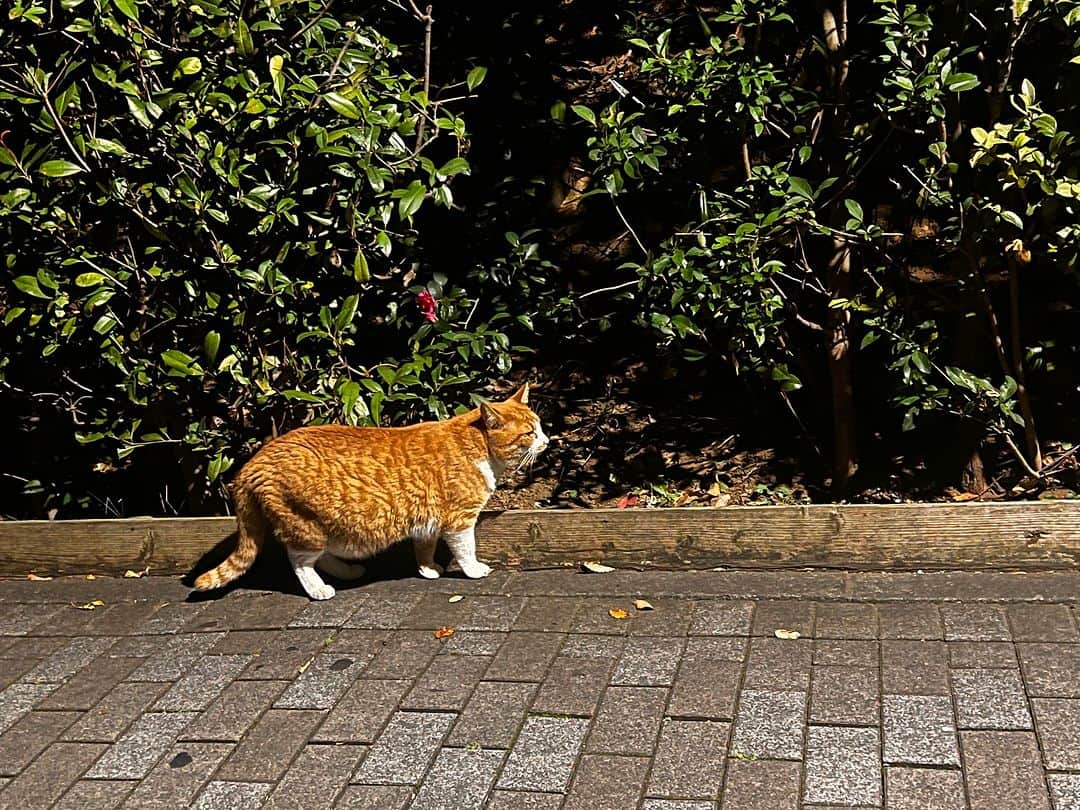 Kachimo Yoshimatsuのインスタグラム：「帰りにイオンでちゃめしを見かけた。 ちゃめしは、植栽の中に入って行った｡  #うちの猫ら #chameshi #猫 #ねこ #ニャンスタグラム #にゃんすたぐらむ #ねこのきもち #cat #ネコ #catstagram #ネコ部 http://kachimo.exblog.jp」