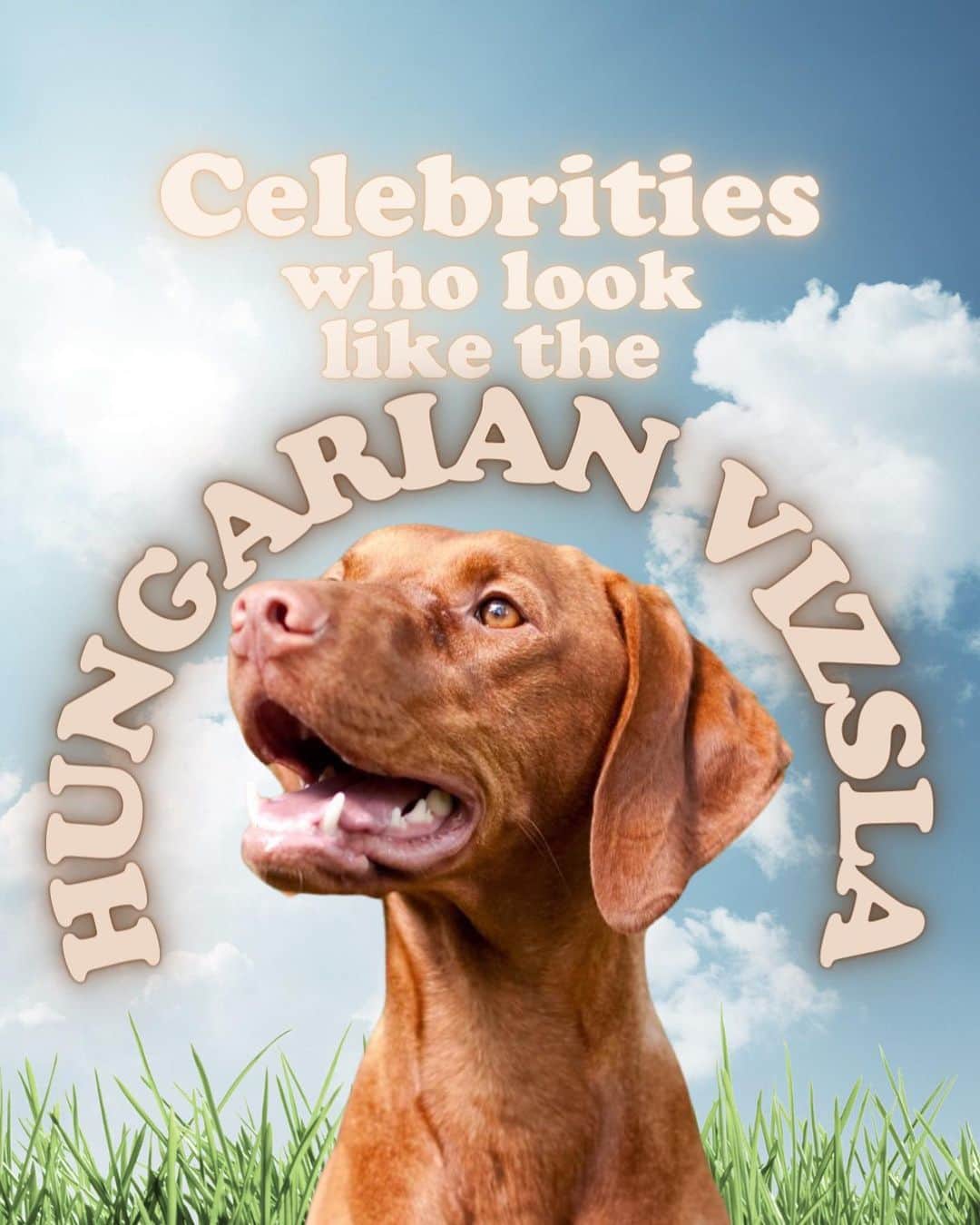 JessRonaGroomingのインスタグラム：「The Dog of the Week is… The Hungarian Vizsla! 🐾✨  #ernest #michaelfassbender #theflyingnun #ronweasley #vizsla #jessronagrooming」
