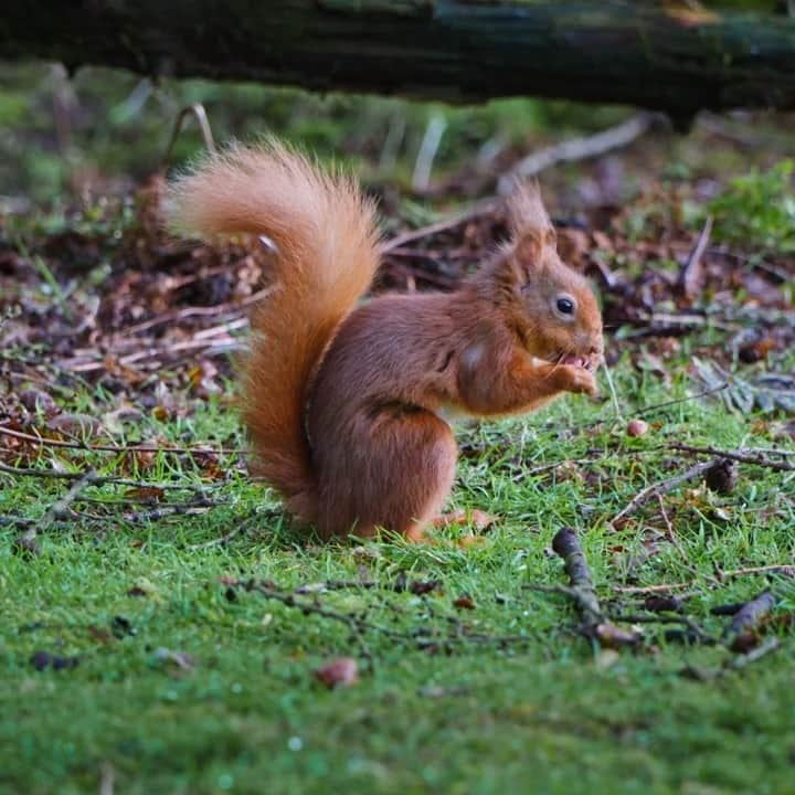 アニマルプラネットのインスタグラム：「Started your #Thanksgiving grocery shopping yet? This red squirrel is stocking up. 🥜  🎥: John F. Scott  #wildlife #cute」