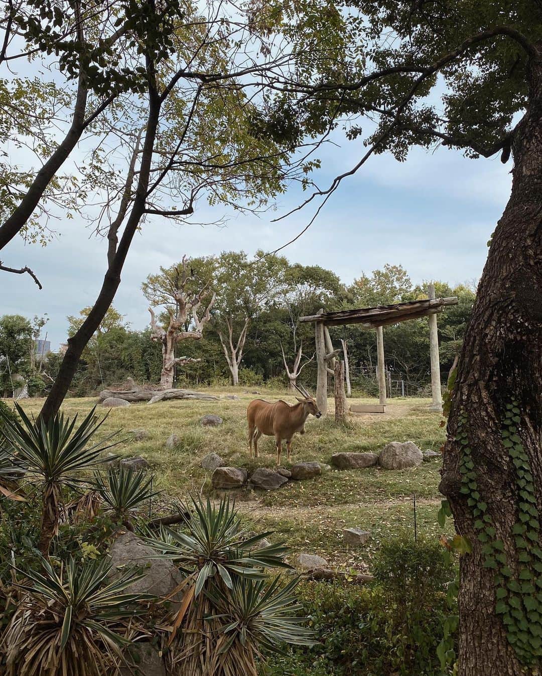 石川マリーさんのインスタグラム写真 - (石川マリーInstagram)「動物園にいってきたよ🐅🦌🐘🦒  この日はとっても暖かったからかき氷を食べたの🍧 かき氷食べる時はこんなに大きなお口が開くのね🤣  前回行ったときよりも動物たちに興味津々で 「次行こうか？」って言ってもイヤイヤして しばらくじーっと眺める👀ってのを繰り返してた！！ ライオンを見たら「がおー！！」ってやったり 成長を感じられた一日😌✨  でもね、YouTubeで恐竜を見過ぎて もしかしたら動物を恐竜だと思っていたかもしれない🤣 ． ． ． ． ． ． ． #天王寺動物園 #動物園 #大阪 #ママ #ママライフ #ママスタグラム #女の子ママ #アラフォーママ #大阪ママ #関西ママ #こどものいる暮らし #子供のいる暮らし #2歳 #2歳女の子 #zoo #osaka」11月16日 23時11分 - marieishikawa