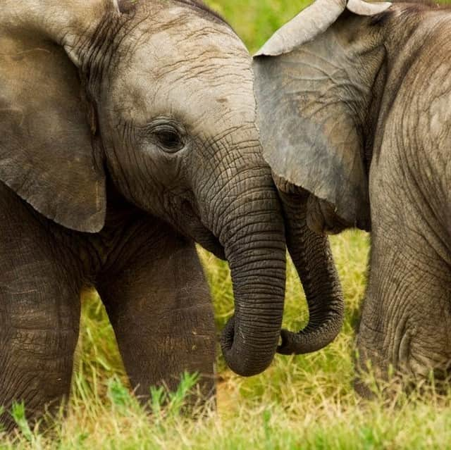 ナショナルジオグラフィックのインスタグラム：「Photo by @mattiasklumofficial | Two baby elephants cuddle in front of my camera in Tanzania’s Selous Game Reserve. Young elephants spend a lot of time playing by chasing and pulling each other’s tails. They splash and spray with water and mud, and they often “trunk wrestle” and practice fighting in pushing-and-pulling competitions. Please follow @mattiasklumofficial for more images and conservation stories from my projects around the world.」