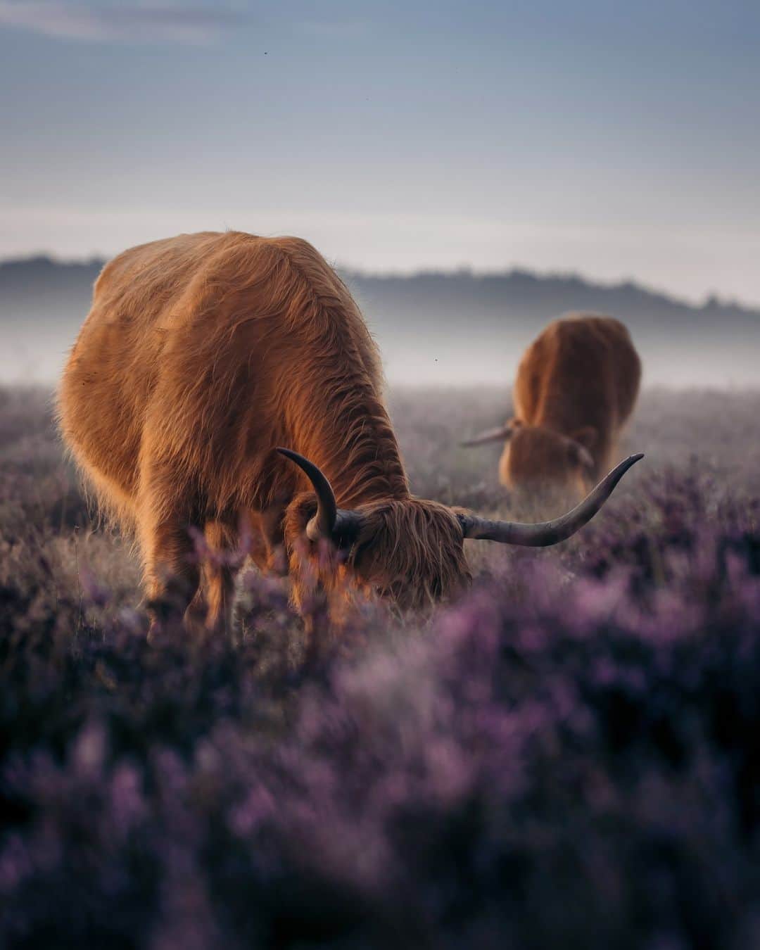 Canon UKのインスタグラム：「The heather fields in the Netherlands are a natural wonder, and the highland cattle are the cherry on top 🐮🍒  📷 by @jorendejager」