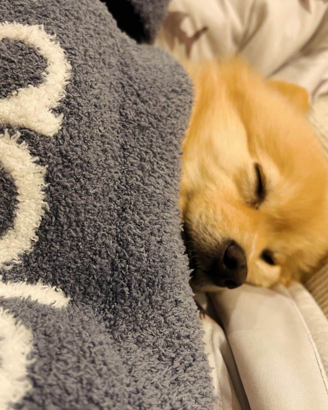 水野良樹さんのインスタグラム写真 - (水野良樹Instagram)「あったかくして寝るの。 #いぬすたぐらむ #名犬てけ #ジェラードテケ #寒くなりましたね」11月16日 23時59分 - mizunoyoshiki_teke