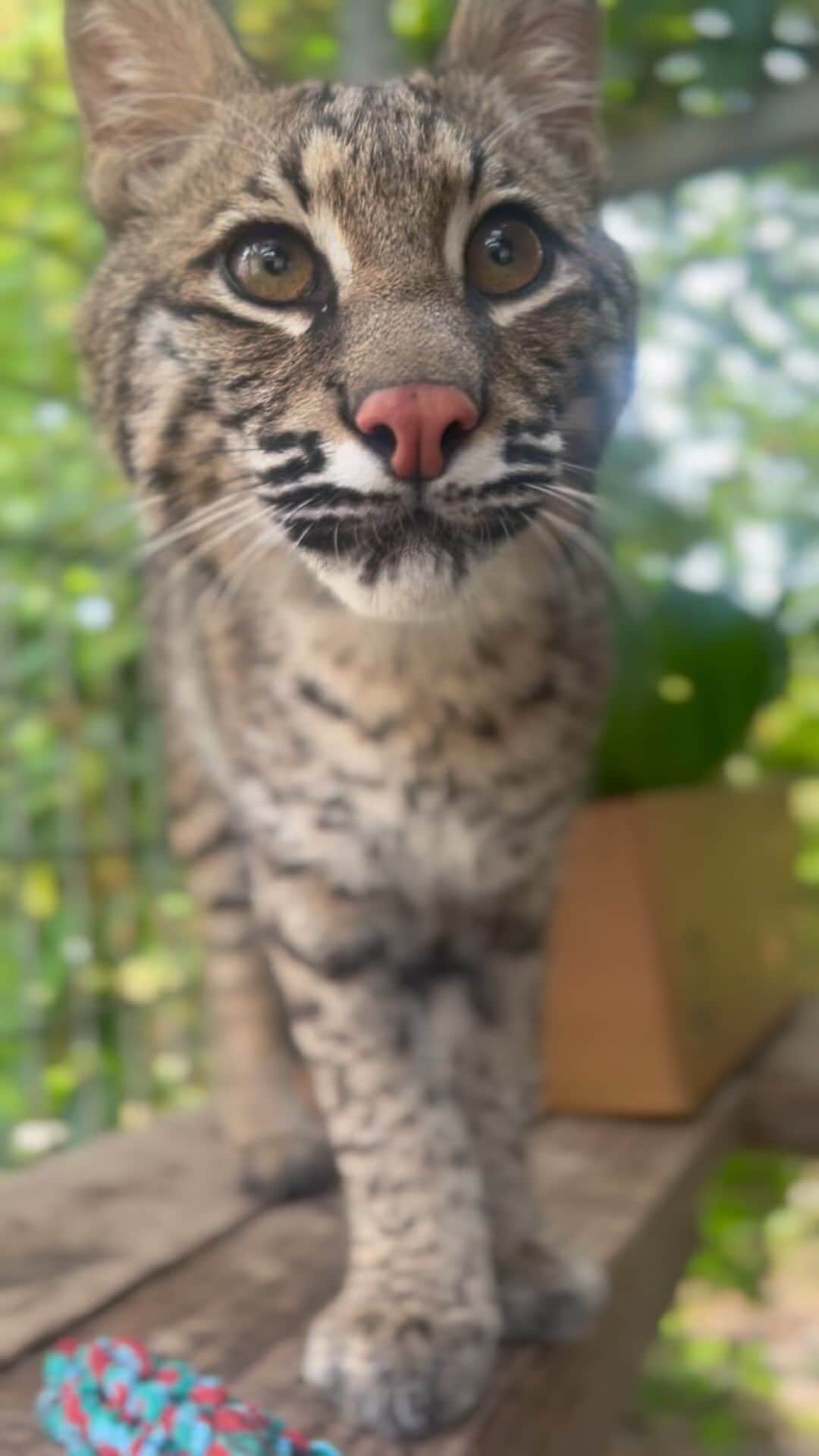 Zoological Wildlife Foundationのインスタグラム：「Now you see me now you don’t …. our #bobcat Salem is always ready to put on a show @zwfmiami. 🎥   Fun fact: Bobcats are excellent climbers and can run up to 30 miles per hour.   Prices for our Bobcat encounter: $100 for adults + $50 children ( 6 and ⬆️) - time limit capped at 10 mins.   Meet our myriad of wildlife on your next visit to ZWF. Call 📞 (305) 969-3696 and or visit ZWFMiami.com to book your next tour.   #bobcat #thingstodoinmiami #coolthingsinmiami」