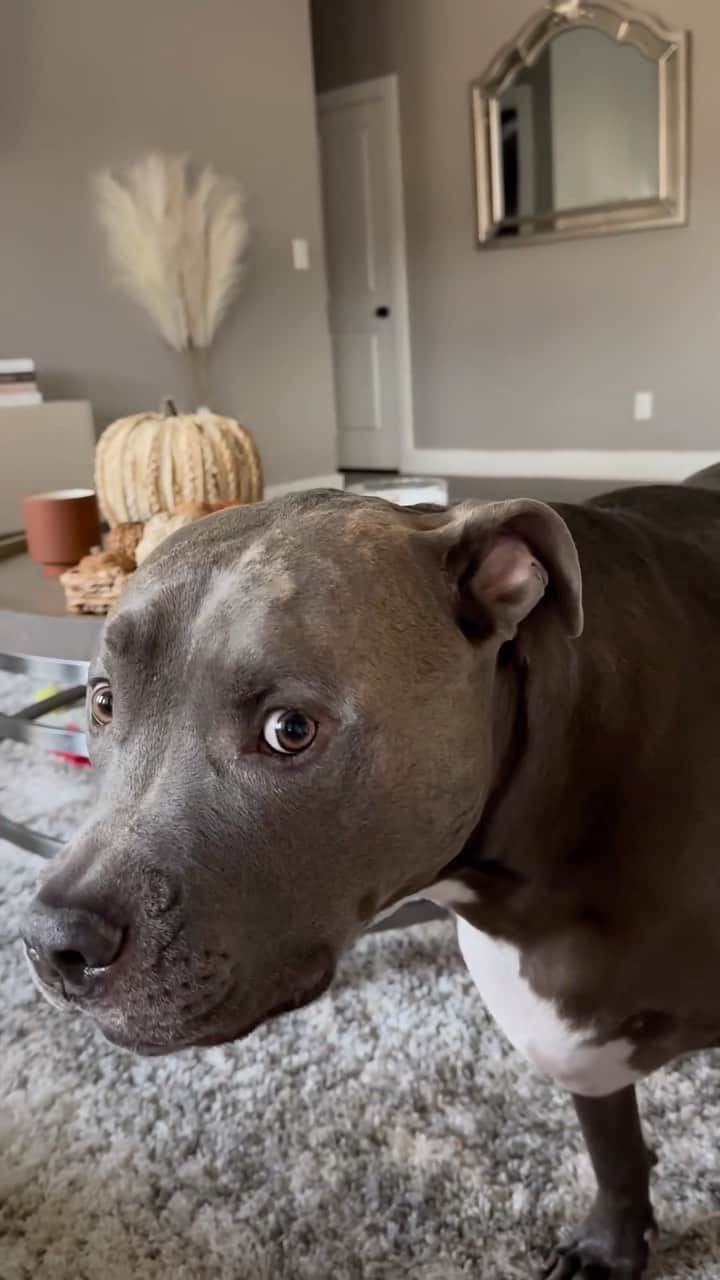 DogsOf Instagramのインスタグラム：「Bear (@2pitheads) is still quite pupset about daylight savings. He would like to remind us that time is merely a construct. 😆  #daylightsavings #timeisntreal #funnydogsofinstagram #dogswillbedogs #hungrydog」