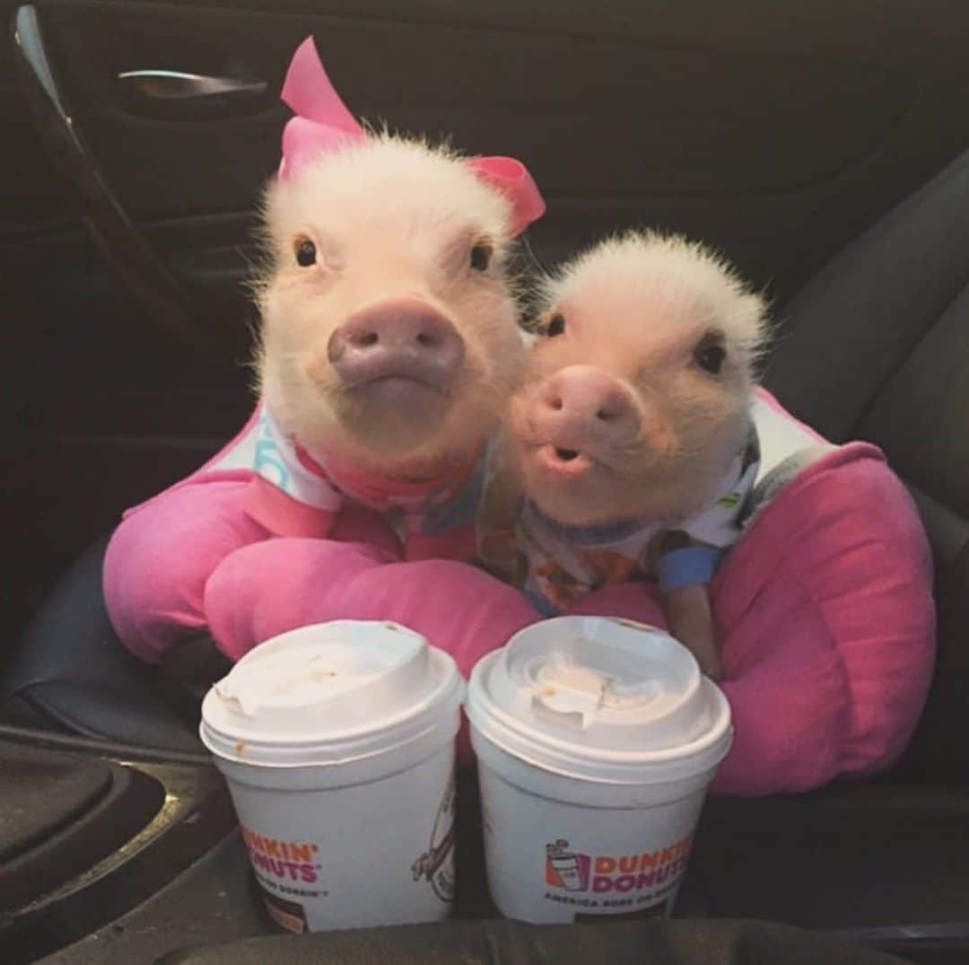 Priscilla and Poppletonのインスタグラム：「💗MEET AND GREET💗! #ThrowbackThursday to our very first pigguccino! Come join us this Saturday for a cup at 1965 San Marco Blvd in Jacksonville, FL. We will be there from 9-10:30am. We can’t wait to see you!☕️🐷 #tbt #pigguccinos #jacksonville #PrissyandPop」