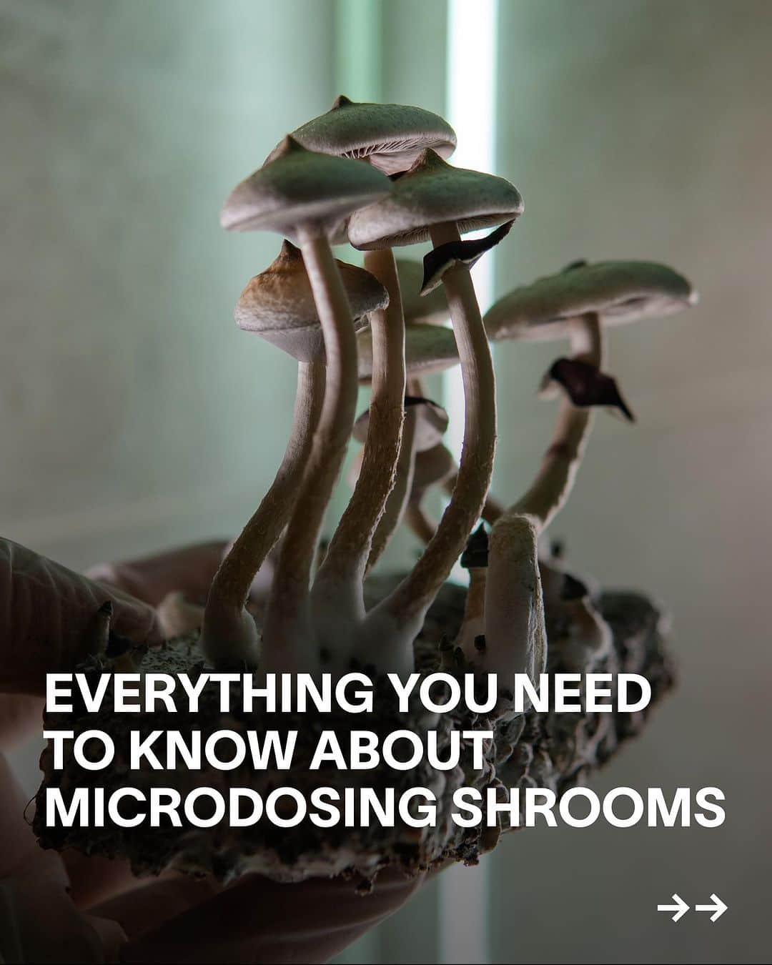 VICEのインスタグラム：「Elon Musk does it, Gwyneth Paltrow does it – even suburban moms are getting stuck in before the school run.   Microdosing has exploded in popularity in recent years, morphing from a fringe hobby for Burners to something resembling a mainstream lifestyle “hack”. In 2019, 'The Guardian' spoke to women experimenting with microdosing mushrooms, who described the practice as “a new secret weapon that is boosting their productivity at work, improving their parenting and enhancing their relationships”. Others claim it helps alleviate symptoms of clinical depression. But if this all sounds too good to be true, that’s because it might be...  Read more of the VICE guide to microdosing mushrooms at the link in bio, including how to prep yourself for the process and where you can legally source shrooms.」