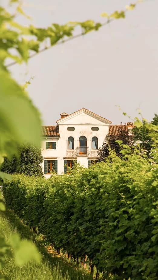 Mionetto USAのインスタグラム：「Ciao, Villa Morona de Gastaldis.🧡   Step into our 18th century Villa located just a few steps from Borgo Mionetto, immersed in the beauty of the Prosecco DOCG hills.  Villa Morona invites you to its bellissima guesthouse, featuring eight refined rooms designed for your utmost comfort, ensuring an unforgettable Italian experience with meticulous attention to every detail.    Within its walls lies a mesmerizing inner courtyard, steeped in history and tradition, and an elegant garden where you could savor dedicated tastings amidst Mionetto bubbles.   Tag your amici in the comments below who appreciate the splendor of Italian vineyards and the romance of its culture.  #MionettoProsecco #VillaMoronaDeGastaldis #VillaMorona #VisitItaly #ItalianVillas #LuxuryVilla #Prosecco   Mionetto Prosecco material is intended for individuals of legal drinking age. Share Mionetto content responsibly with those who are 21+ in your respective country. Enjoy Mionetto Prosecco Responsibly.」