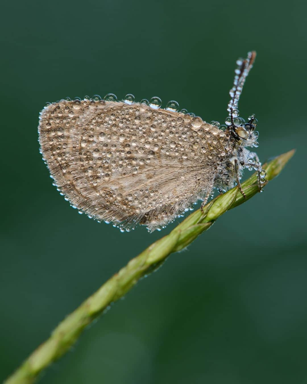 Nikon Australiaさんのインスタグラム写真 - (Nikon AustraliaInstagram)「Luck and one early morning in @gregwestphotography's yard were all it took to prove that enchantment can be found in life's tiniest moments.  "Macro photography is one of my favourite forms of photography because it allows me to slow down and appreciate the often overlooked beauty in the world around us. This particular image of the Grass Blue butterfly was a fortunate moment right in our backyard.  The evening before, I noticed several insects settling down for the night on the grass in our yard. Anticipating a cool, calm night, I seized the opportunity to wake up early and see if they had stayed the night and, hopefully, were covered in dew. To my delight, this little guy was right where he had landed the night before.  I took this image handheld using the AF-S VR Micro-NIKKOR 105mm f/2.8G IF-ED with the Mount Adaptor FTZ II, an SB-600 flash, and a diffuser. While I usually attempt focus stacking to enhance depth of field, I took this image at f/16, which provided enough depth to showcase the intricate details of the butterfly's wings along with the delicate water droplets."  Photo by @gregwestphotography  f/16 | 1/60 sec | ISO 200  📸 Z 7II and AF-S VR Micro-NIKKOR 105mm f/2.8G IF-ED  #Nikon #NikonAustralia #MyNikonLife #NikonCreators #NIKKOR #NikonZ7II #Z7II #Zseries #MacroPhotography #WildlifePhotography #Australia」11月17日 12時30分 - nikonaustralia