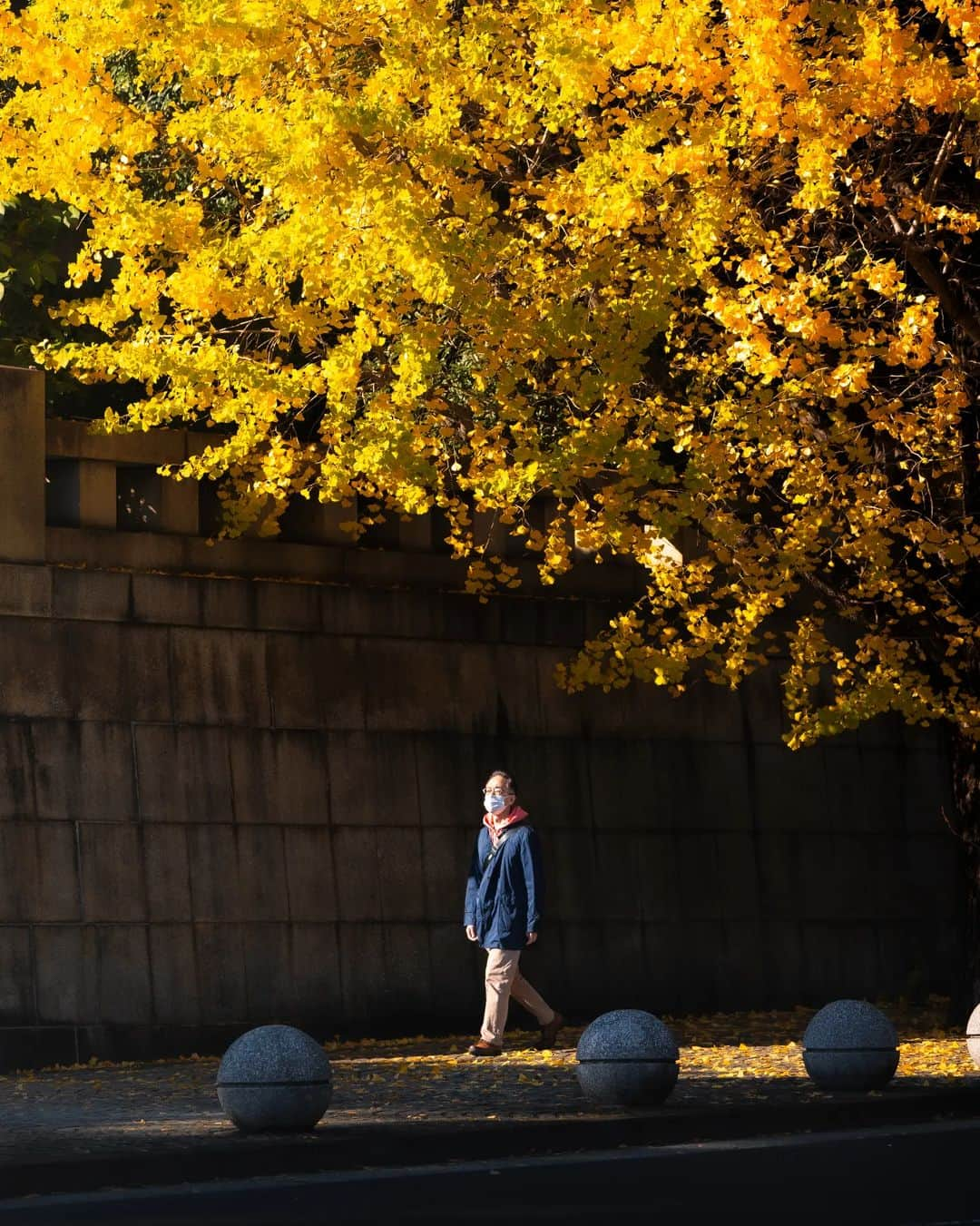 Joshのインスタグラム：「// hey, how are you? Autumn leaves in Tokyo are slowly appearing and I hope it brings you joy as much as it does for me. A light jacket and a walk through the neighborhood is all I need to enjoy an afternoon. Next week is going to be great - I know it. . . #japan #japaneseculture #visitjapan #visitjapanjp #visitjapanau #explorejapan #japantravel #tokyoweekender #matcha_jp #japanawaits #japan_vacations #discoverjapan #discovertokyo #japanlandscape #japanlife #tokyo #autumnvibes #紅葉 #紅葉スポット」