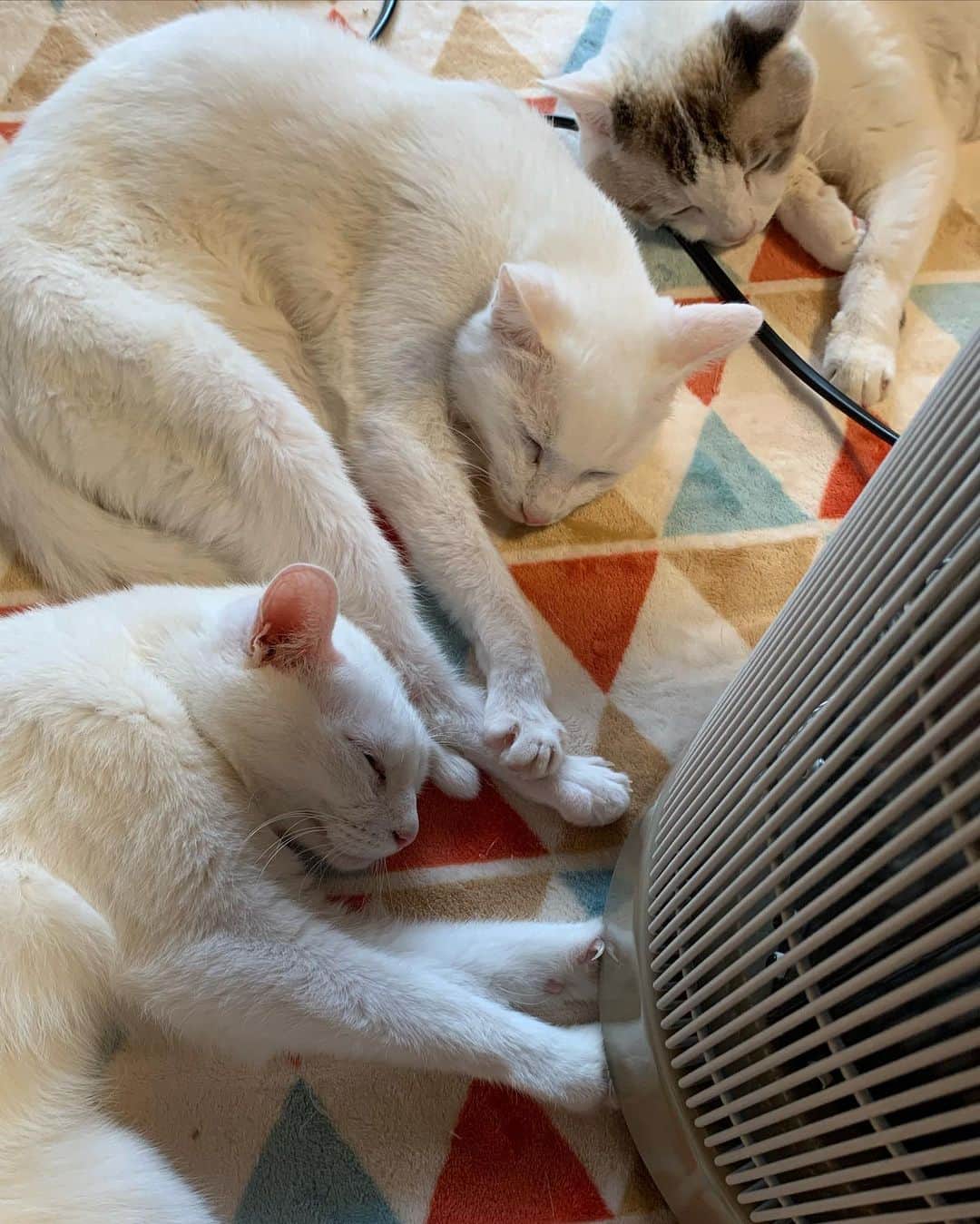 くるねこ大和さんのインスタグラム写真 - (くるねこ大和Instagram)「暖話室の談話室感  #マル胡ゆ #胡ぼん  #暖話室と猫」11月17日 13時27分 - kuru0214neko