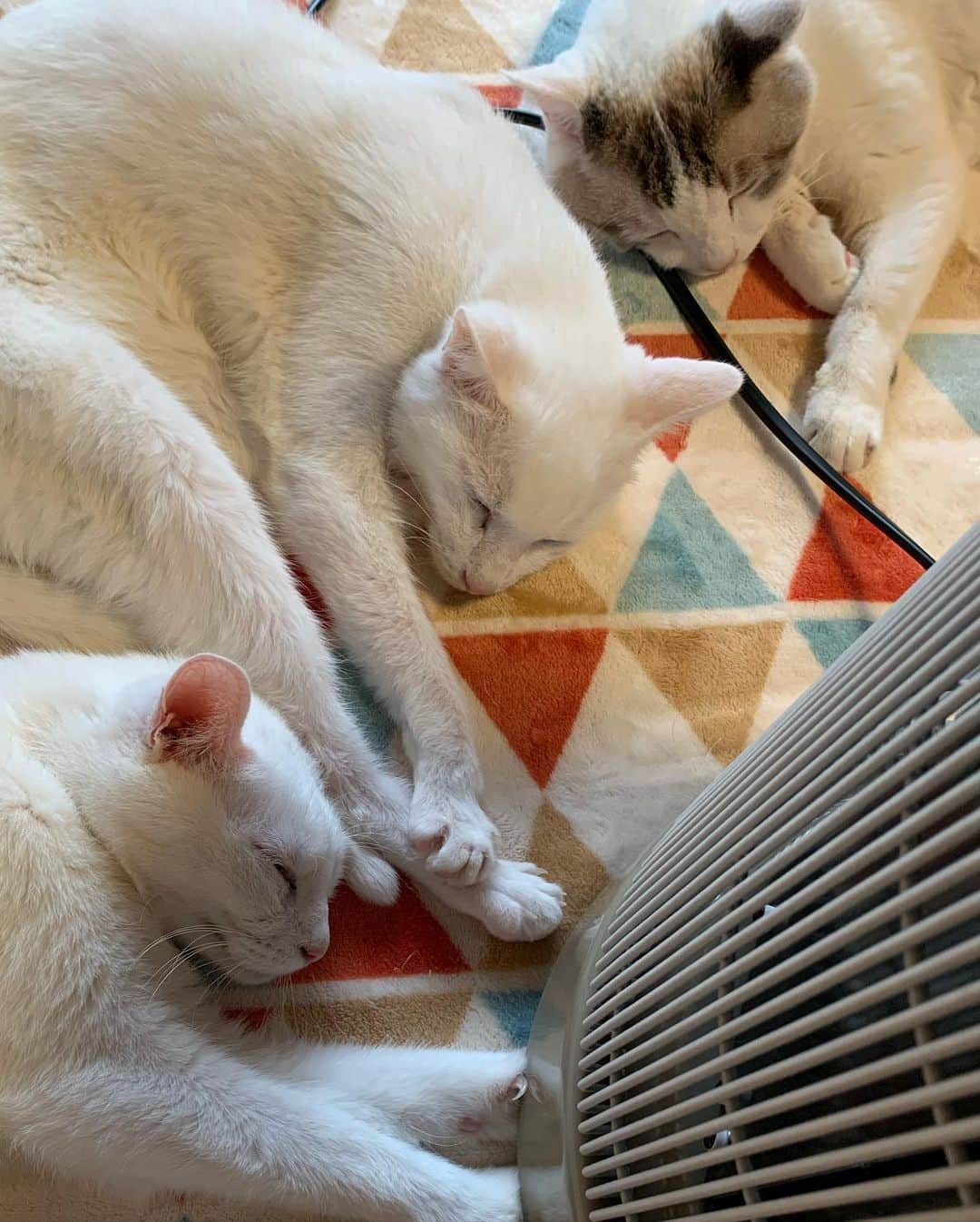 くるねこ大和さんのインスタグラム写真 - (くるねこ大和Instagram)「暖話室の談話室感  #マル胡ゆ #胡ぼん  #暖話室と猫」11月17日 13時27分 - kuru0214neko