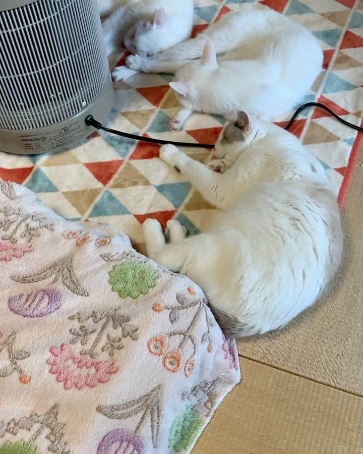 くるねこ大和のインスタグラム：「暖話室の談話室感  #マル胡ゆ #胡ぼん  #暖話室と猫」