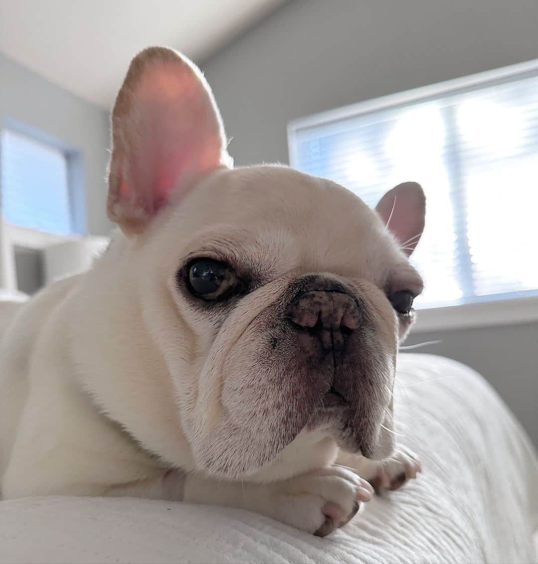 Sir Charles Barkleyのインスタグラム：「Hey furiends! Just wanted to check in and let you all know that I’ve been recovering real well after eye surgery! I’ve been a good boy and haven’t had to wear the cone too much since I mostly sleep all day. Thanks for the well wishes! Have a fantastic weekend!」