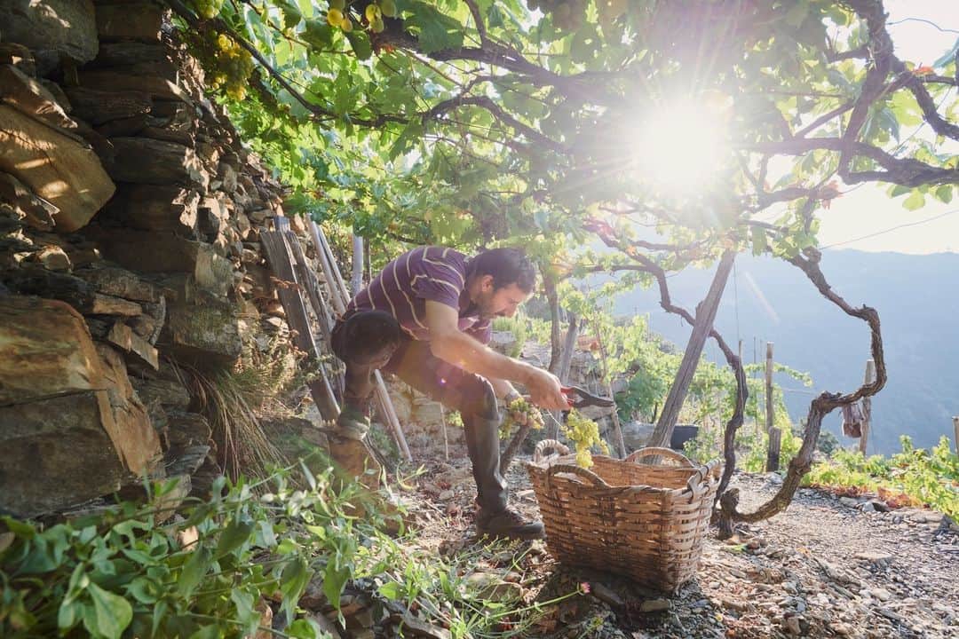 National Geographic Travelのインスタグラム：「Photo by @chiaragoia | Near Riomaggiore in Cinque Terre, Italy, Andrea Campolongo harvests grapes in a vineyard that belongs to his wife’s relatives. These grapevines are grown the ancient way—using a low-pergola system—to protect the plants and their fruits from the strong winds that blow near the sea.   This photo was taken while on assignment for a National Geographic story on Cinque Terre's heroic vineyards. Read more at the link in bio.」