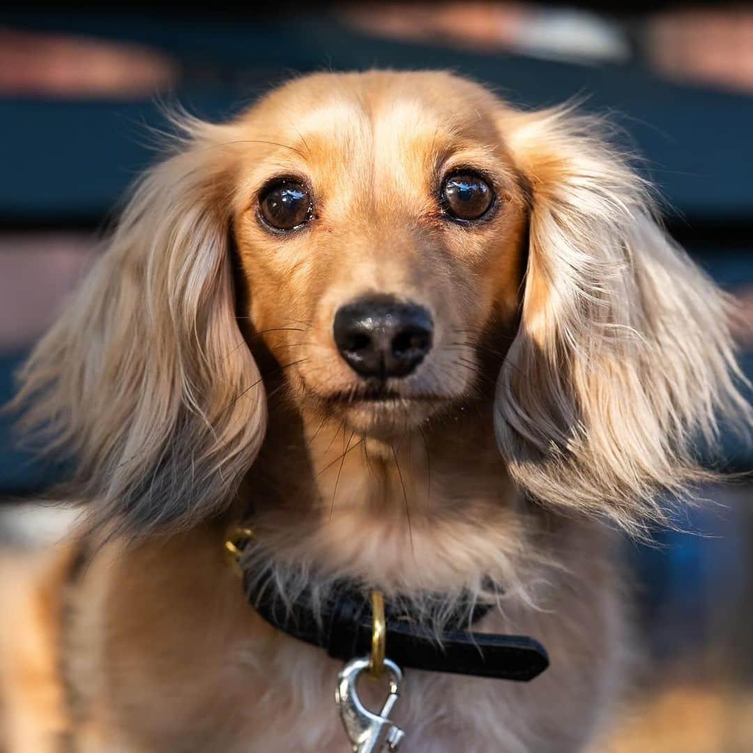 The Dogistさんのインスタグラム写真 - (The DogistInstagram)「Maizy, Long-haired Dachshund (7 y/o), Cobble Hill Park, Brooklyn, NY • “She’s who I want to be when I grow up – she has good boundaries, she’s a good communicator, and she knows what she wants. I tell people she’s aloof to set expectations. She loves adventure, but not dog things – car trips, airplanes, hotels. Exploring anything new. I always say she would read your diary if she could.” @judgingyoufrombelow」11月17日 4時53分 - thedogist