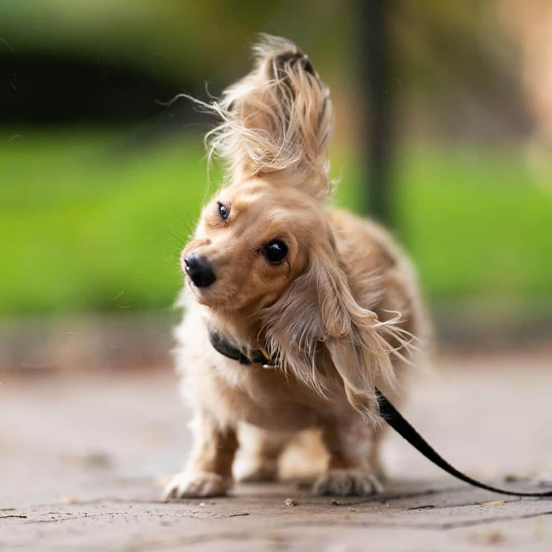 The Dogistさんのインスタグラム写真 - (The DogistInstagram)「Maizy, Long-haired Dachshund (7 y/o), Cobble Hill Park, Brooklyn, NY • “She’s who I want to be when I grow up – she has good boundaries, she’s a good communicator, and she knows what she wants. I tell people she’s aloof to set expectations. She loves adventure, but not dog things – car trips, airplanes, hotels. Exploring anything new. I always say she would read your diary if she could.” @judgingyoufrombelow」11月17日 4時53分 - thedogist