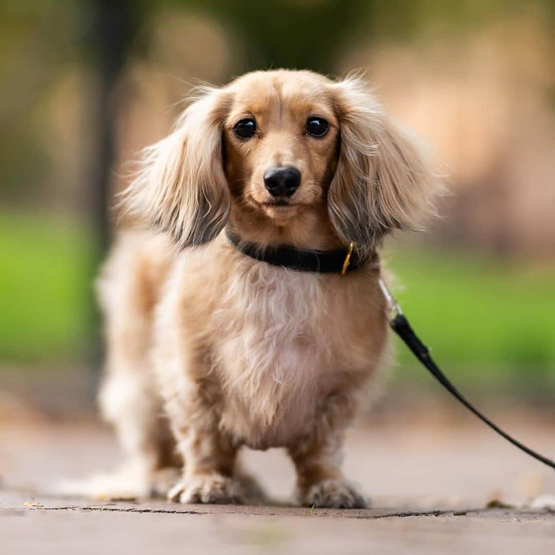The Dogistのインスタグラム：「Maizy, Long-haired Dachshund (7 y/o), Cobble Hill Park, Brooklyn, NY • “She’s who I want to be when I grow up – she has good boundaries, she’s a good communicator, and she knows what she wants. I tell people she’s aloof to set expectations. She loves adventure, but not dog things – car trips, airplanes, hotels. Exploring anything new. I always say she would read your diary if she could.” @judgingyoufrombelow」