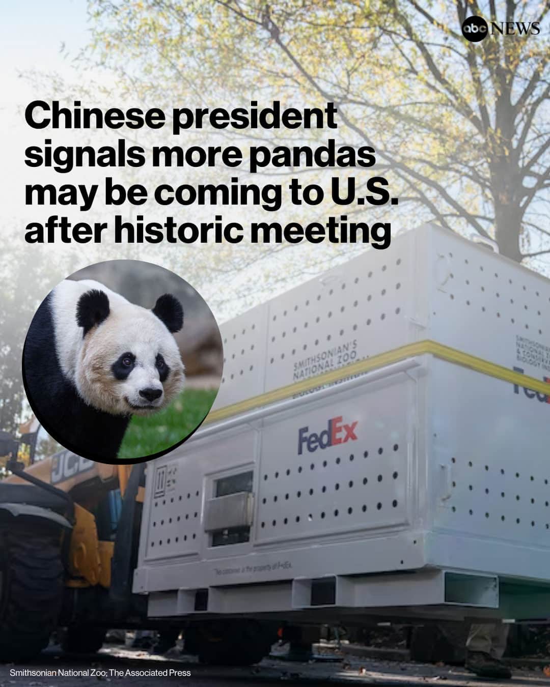 ABC Newsのインスタグラム：「Chinese Pres. Xi Jinping signaled that China will send new pandas to the U.S., calling them “envoys of friendship between the Chinese and American peoples.”  The gesture came at the end of a meeting that Pres. Xi and Pres. Biden held for the first time in about a year, pledging to try to reduce tensions between the two nations. Xi did not share additional details, but appeared to suggest the next pair of pandas are most likely to come to California.  Only four pandas are currently left in the United States, in the Atlanta Zoo. Read more at the link in bio.」