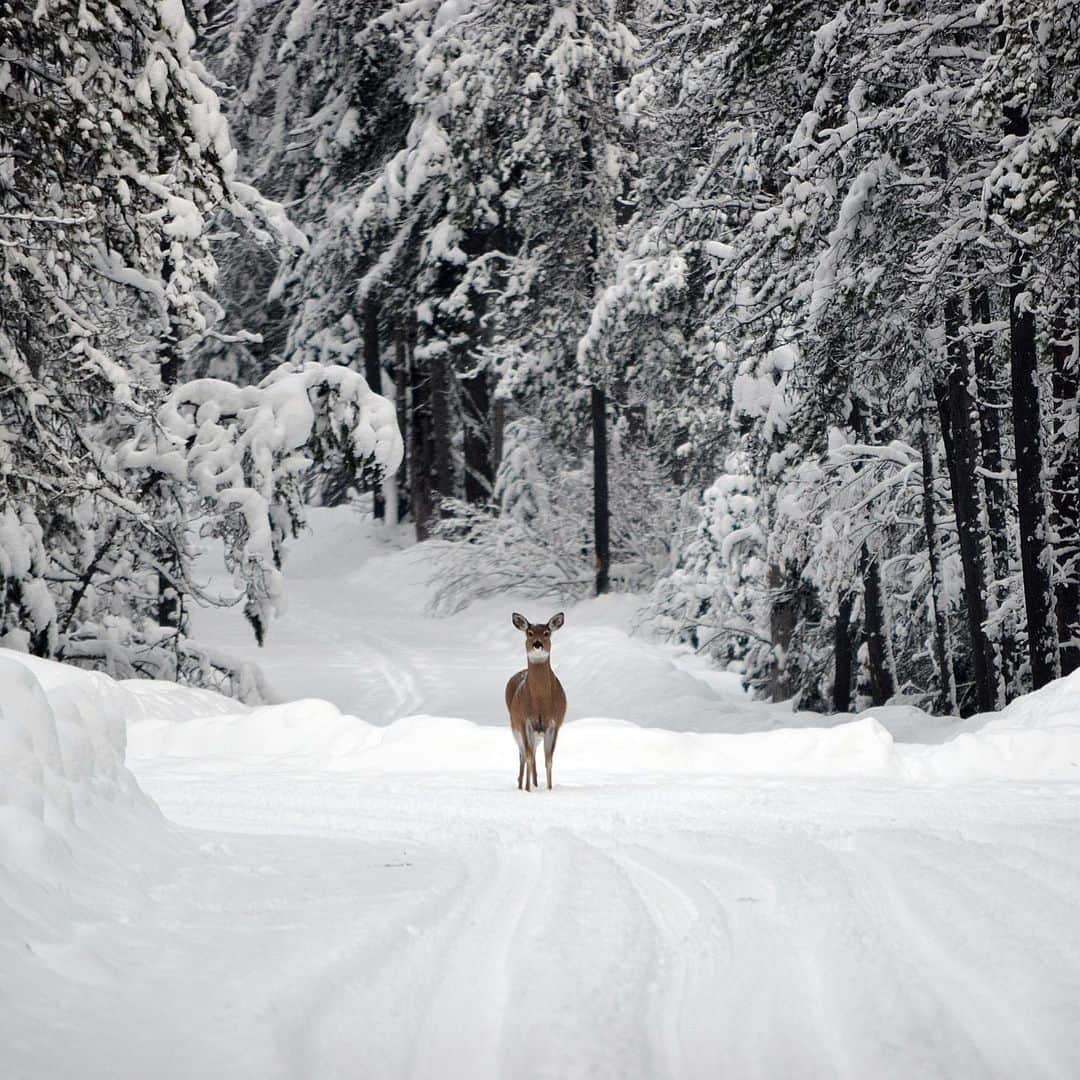 アメリカ内務省さんのインスタグラム写真 - (アメリカ内務省Instagram)「When winter comes around, it brings the opportunity to experience public lands in a whole new way.   But colder temperatures can present its own set of risks and can make your trip challenging if you are unprepared. Whether you are hiking, driving, camping or skiing, don't let winter weather take you by surprise.   What can you do?    ❄️ Restricted access and closures are common during the winter months – check a site’s website before you head out.   ❄️ Be realistic about the increased difficulty of traveling and recreating in the winter. Hiking on icy or snow-covered trails is much more difficult than hiking on a trail in the summer.   ❄️ Always check the weather forecast on the day of your trip - weather conditions can change very quickly.    Photo by Bill Hayden / NPS    #winteriscoming #publiclands #recreateresponsibly #wildlife #winterwonderland    Alt Text: A deer stares as it stands in the snow under a canopy of trees.」11月17日 5時22分 - usinterior