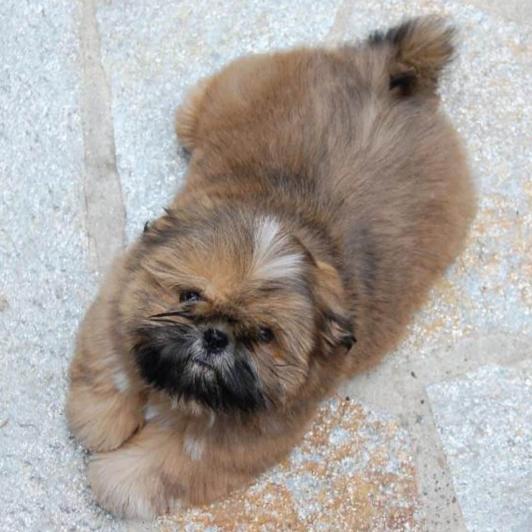 Dougie the Shih Tzuのインスタグラム：「#throwbackthursday」