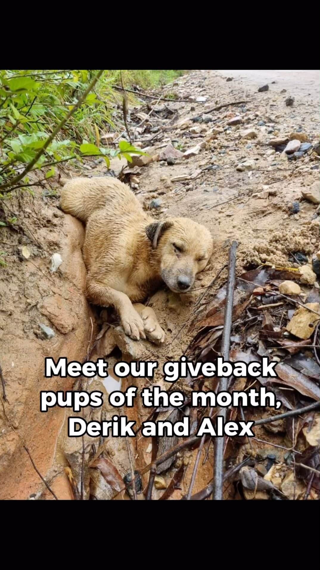 DogsOf Instagramのインスタグラム：「Meet our Giveback Pups of the Month, Alex and Derik ❤️‍🩹 After being victims of a hit-and-run, Derik was immobilized and left in a ditch where Alex didn’t leave his side despite his own injuries and porcupine needles in his face. Please help support these resilient pups by donating towards their medical expense, or gifting an item for their @welovecuddly wish-list — any amount makes a huge difference! If you’re unable to give, sharing their story also helps! Thank you for your continued support and generosity, we can’t help rescue pups without you!   #giveback #dogsinneed #rescuesinneed #donatetorescue #rescuedogstory #rescuedogsofinstagram」