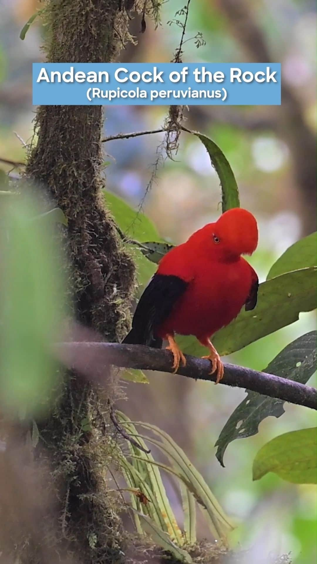 Discoveryのインスタグラム：「#Ecuador is home to an incredible range of bird species, but they're under increasing threat from deforestation. Join wildlife photographer Troy Bynum (@tb_wildlife_photography) on a journey deep into the jungle to document Ecuador's most dazzling birds and learn more about how to protect them. 🎥🐦🌴  #DiscoveryCollab #birdwatching #conservation」