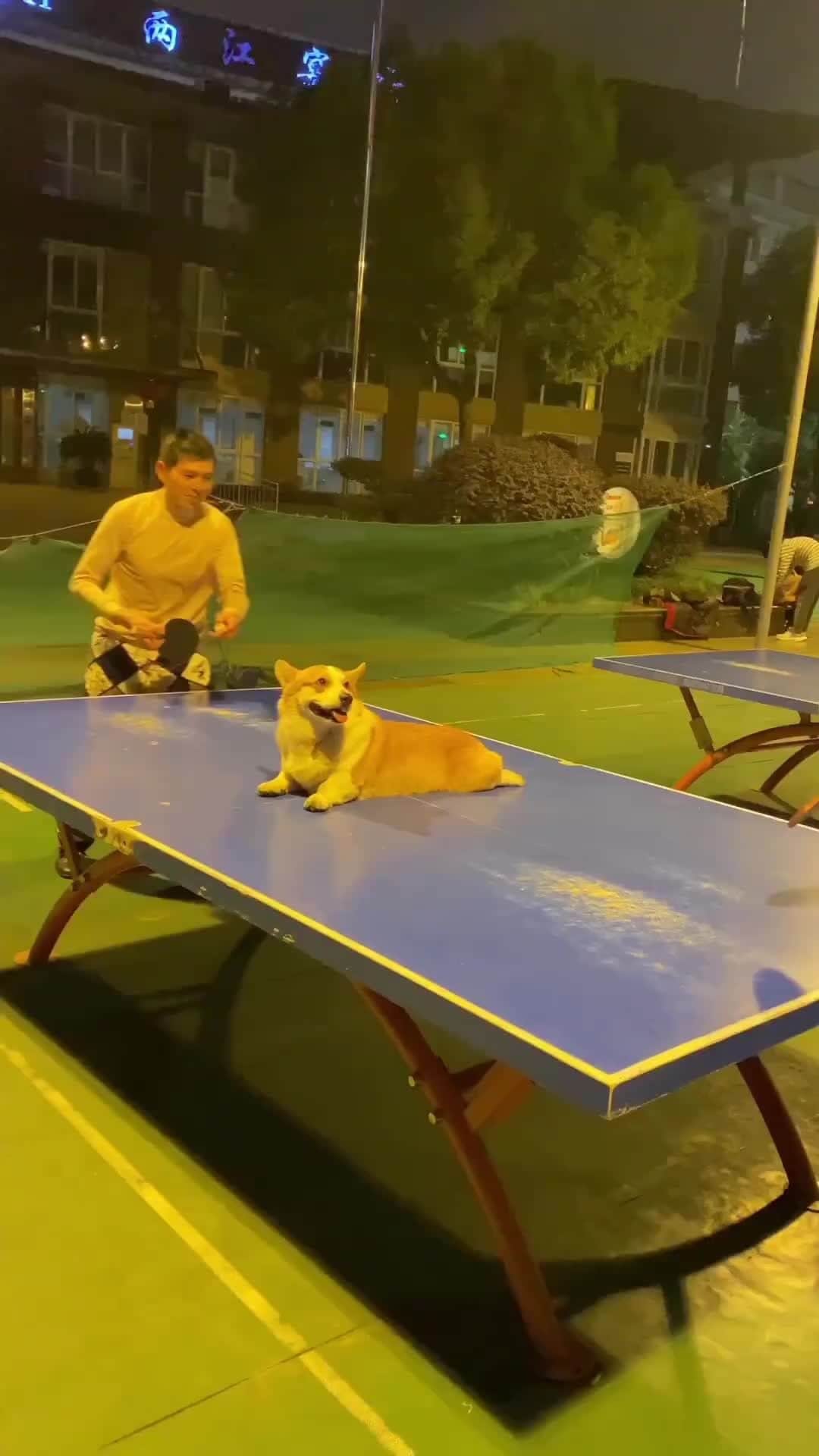 ITTF Worldのインスタグラム：「We've never seen a net quite this cute 🐶⁠ ⁠ 🎥 @pup.videos⁠ ⁠ #TableTennis #PingPong」