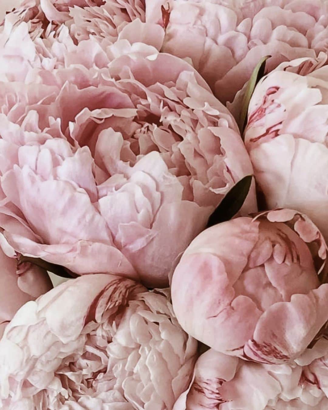 Yukicoさんのインスタグラム写真 - (YukicoInstagram)「🍃🌸🍃🌸🍃  ————————————————————— 見てくださる方にプラスになる投稿をしていきます 是非いいね♡フォロー♡ よろしくお願いいたします𓅟 私の写真の編集については フォトレッスンでレクチャーをしています —————————————————————  #flowers#flowerpower#flowerphotography#flowerporn#flowerslovers#flowerstagram#bouquet#bouquets#btsarmy#jiminpen#btsjimin #ジミンペン🐥」11月17日 7時24分 - yukicolifecom