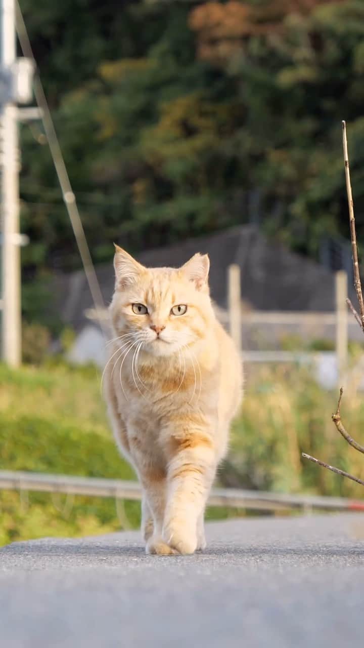 のインスタグラム：「キャットウォーク🐾 Elegant catwalk❣️  ・ ＼在庫が少なくなってきたカレンダーが出てきました、購入をご予定の方はお早めに／😸🐾  ★2024年版カレンダーラインナップ★ 今年は6種類😽  ◎卓上 B6 週めくりタイプ 【さちカレンダー2024】  ・愛らしい島猫"さち"の姿をおさめています🗓️ ・枚数28枚(両面仕様 計56面) ・初めての"週めくり"カレンダー✨ ●minne、メルカリShops内"simabossneko's shop"にて  ※大分・深島公式サイト、Cafeむぎ でも数量限定で販売中🐾  ・〜・〜・〜・〜・〜・〜・〜  ◎卓上 B6 週めくりタイプ 【ほっこり島猫週めくりカレンダー2024】  ・53週、ふくふく仲良し。選りすぐりの島猫たちがいっぱい🙌 ・枚数28枚(両面仕様 計56面)の週めくりカレンダー ・六曜、祝日付き ●minne、メルカリShops内"simabossneko's shop"にて  ※熊本・湯島売店、ねころびカフェでも数量限定で販売中  ・〜・〜・〜・〜・〜・〜・〜  ◎壁掛け 月めくりタイプ 【なかよしすぎる島猫カレンダー2024】  ・MdNコーポレーション製作 ・六曜、二十四節気、雑節、朔望（月相）、イベント、前後月掲載 ・自由に書き込めるフリースペースを用意 ・サイズ：縦30×横40cm（展開時60×40cm） ●Amazon japan、楽天ブックス等にて  ・〜・〜・〜・〜・〜・〜・〜  ◎卓上 日めくりタイプ 【ほっこりゆったり毎日島猫日めくりカレンダー2024】  ・翔泳社製作 ・毎日違う島猫の写真が楽しめる366日の日めくりタイプ ・お散歩、昼寝、仲良し、じゃれ合いなどなど、様々なシーンを掲載！ ・縦100×横140mm、天糊綴じ、370P、スタンド付き ●Amazon japan、楽天ブックス等にて  ・〜・〜・〜・〜・〜・〜・〜  ◎卓上月めくり、壁掛け月めくりの2タイプ 【日なたぼっこ猫だよりカレンダー2024】  ・アクティブコーポレーション製作 ・毎年好評のシリーズ。のんびりだらだらな猫たちが、癒しと、人生をちょっとよく生きるメッセージを送ります。 （カレンダー内には 7枚、simabossnekoの写真が採用されています） ●ハンズ、アクティブコーポレーション公式ショップ等にて  毎日島猫日めくりカレンダーと日なたぼっこ猫だよりは、 さちカレンダーや島猫週めくりカレンダーとのセットを、simabossneko's shopにて販売中です✨  ★minne、メルカリShopsへは @simabossneko または @p_nyanco22 のプロフィールリンクからご覧いただけます。 ・  Available now❗️ "Island Cats Weekly Calendar 2024" and "Sachi Weekly Calendar2024"  ●Island Cats Weekly Calendar 2024 53weeks, A lot of selected island cats photos❣️  ●Sachi Weekly Calendar 2024 It is a calendar that shows the lovely island cat "Sachi"💓  These are desktop, B6 size. 28 sheets (56 sides in total with double-sided specifications) Weekly calendar.   We also sell a great set with “Hinatabokko Nekodayori Calendar” and “366days Island cats Day to Day Calendar” 🐾  The 2024 calendars are sold at minne "simabossneko's shop"  ●Shop URL https://minne.com/＠simabossneko  🇺🇸🇰🇷🇹🇼🇭🇰🇫🇷🇩🇪🇮🇹etc. It is possible to purchase and ship the works from overseas.  ※ Shipping fee will be charged separately.  You can reach the shop from the profile link of @simabossneko or @p_nyanco22   And, Story highlights also have a link to the shop. Please take a look there too.  #しまねこ #島猫 #ねこ #猫写真 #cats_of_world #catloversclub #pleasantcats #catstagram #meowed #ig_japan #lumixg9」