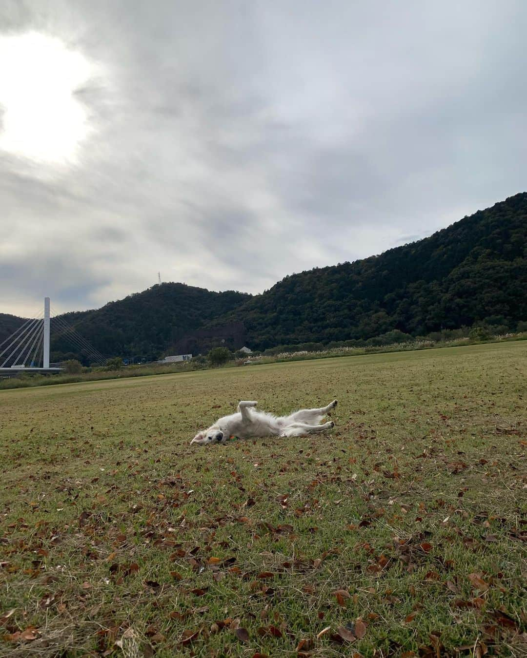 P太郎ママのインスタグラム