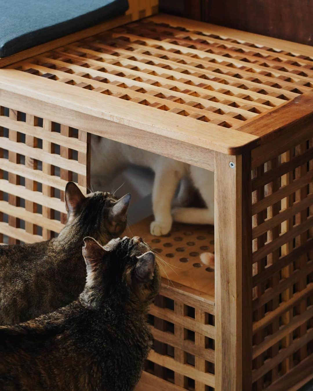 言身寸 in Tainan, Taiwanさんのインスタグラム写真 - (言身寸 in Tainan, TaiwanInstagram)「「伴bàn」展品完成 透過將Ikea收納櫃改造成櫃式貓砂盒，為貓咪提供一個通透清爽且私密的如廁空間。櫃內設有貓砂盆和踩踏落砂區，減少貓砂的飛散。蓋板輕鬆掀開即可進行清理。而蓋板上附有一座特製小椅，可以穩固固定在格柵上當作穿鞋櫃，同時也能輕鬆取下當作和室椅使用。 - Design  @hiautue @skillabilitydept  - Fabrication @syubigbird  - #高雄市動物保護處  ◖ 伴家久－「伴bàn」友善動物品牌概念展 ◗ - ☗ 展覽日期： 112 年 11 月 25 日（六）至 112 年 12 月 10 日（日） - ☗ 展覽時間： 週一至週四 11:00 至 18:00；週五至週日 11:00 至 20:00 - ☗ 展覽地點： 駁二藝術特區大義C8-8倉庫（高雄市鹽埕區大義街2-1號） - 2023.11.17 #design #furnituredesign  #設計 #設計事務所 #傢俱 #家具 #家飾」11月17日 13時46分 - kukud83