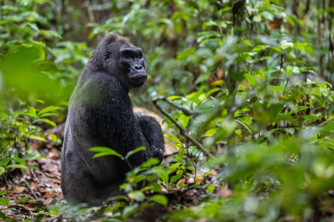 thephotosocietyさんのインスタグラム写真 - (thephotosocietyInstagram)「Photo by @thomas.nicolon // Kingo isn’t just any western lowland gorilla. He’s about 50 years of age - which is very old for a gorilla - and biologists have been studying him in the Congolese rainforest since the mid-90s. No other gorilla has been studied for that long. Trackers and research assistants in Nouabalé-Ndoki National Park say he used to be very intimidating, always ready to charge and bite. Now he’s quite skinny and slow. His group is only made of young males since all the females left. Kingo is a piece of history, and he’s probably living his last days. Shot for @wcs_congo in Nouabalé-Ndoki National Park, Republic of Congo. // Follow me @thomas.nicolon for more content from central Africa.」11月17日 8時57分 - thephotosociety