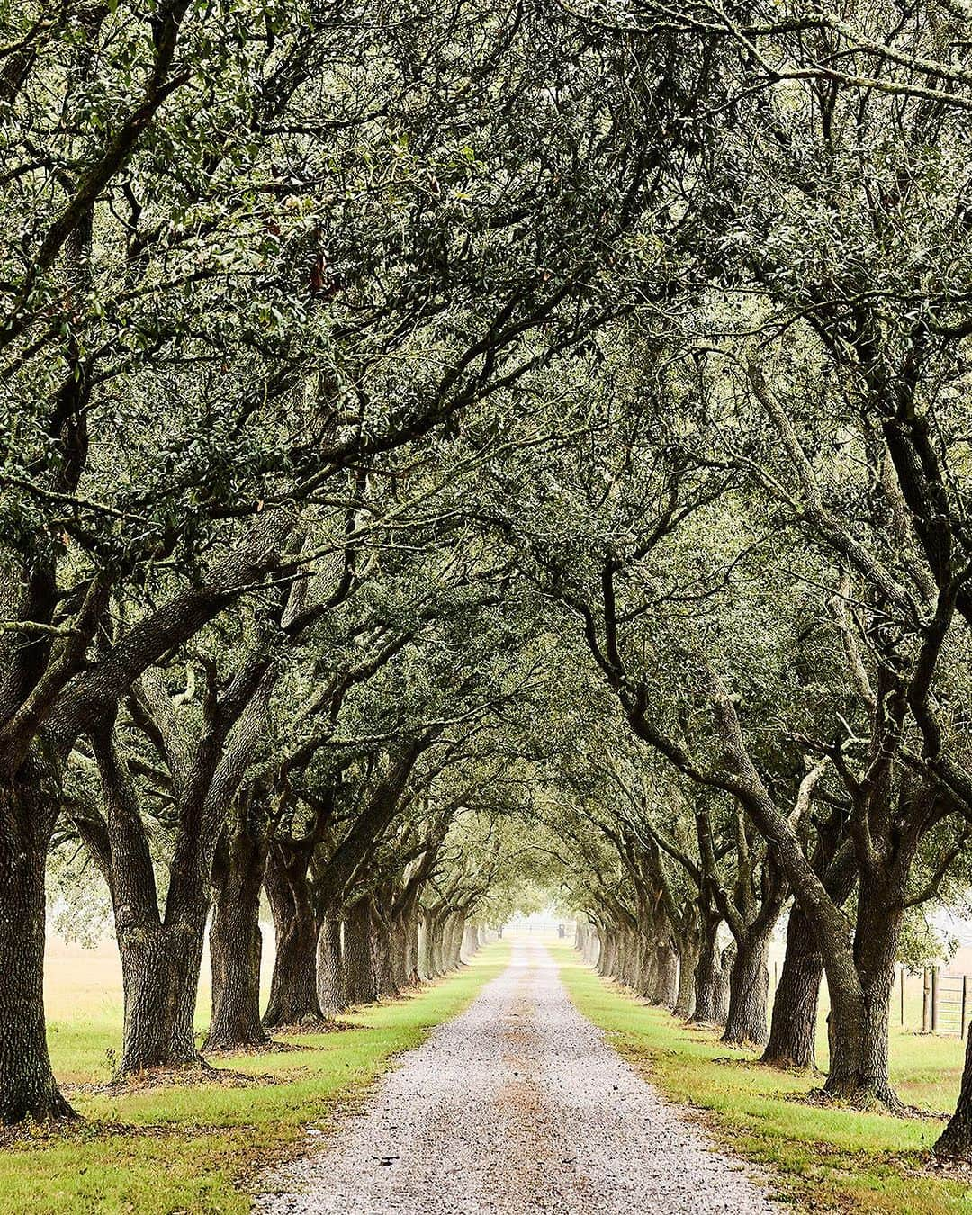 ニューヨーク・タイムズさんのインスタグラム写真 - (ニューヨーク・タイムズInstagram)「Acadiana is a 14,500-square-mile region in the belly of South Louisiana, a couple of hours drive west of New Orleans.   It’s often called “Cajun Country,” a description that technically only refers to its French-descendent residents. But there is an extraordinary richness that Creole, Native American and African traditions bring to Acadiana’s cultural gumbo too. The mix defines the region. Dance floors are filled with people of all ages and races who embrace the local joie de vivre.   New businesses like wine bars and live music spaces have blossomed in recent years, particularly in the area’s urban hub, Lafayette. The best way to explore Acadiana is to let go of preconceived notions of the Deep South, hit the dance floor and, as the locals say, “laissez les bons temps rouler,” or “let the good times roll.”  Tap the link in our bio to read @shannongsims’s full list of recommendations for a long weekend in Acadiana. Photos by @freelancecajun a caption...」11月17日 9時03分 - nytimes