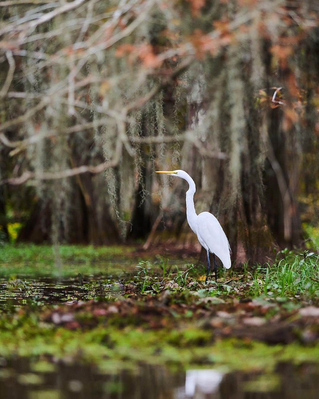 ニューヨーク・タイムズさんのインスタグラム写真 - (ニューヨーク・タイムズInstagram)「Acadiana is a 14,500-square-mile region in the belly of South Louisiana, a couple of hours drive west of New Orleans.   It’s often called “Cajun Country,” a description that technically only refers to its French-descendent residents. But there is an extraordinary richness that Creole, Native American and African traditions bring to Acadiana’s cultural gumbo too. The mix defines the region. Dance floors are filled with people of all ages and races who embrace the local joie de vivre.   New businesses like wine bars and live music spaces have blossomed in recent years, particularly in the area’s urban hub, Lafayette. The best way to explore Acadiana is to let go of preconceived notions of the Deep South, hit the dance floor and, as the locals say, “laissez les bons temps rouler,” or “let the good times roll.”  Tap the link in our bio to read @shannongsims’s full list of recommendations for a long weekend in Acadiana. Photos by @freelancecajun a caption...」11月17日 9時03分 - nytimes