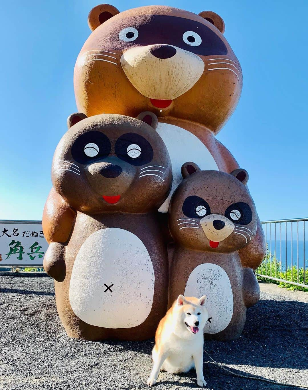 Kazumi-Gakumamaさんのインスタグラム写真 - (Kazumi-GakumamaInstagram)「レインボーライン山頂公園には、遊歩道(片道約15分)や、リフト(1名乗り)でも行けますが、我が家はケーブルカーを利用しました🚠🚟 *  リフトの場合、10kg以下のワンコならケージに入れて、ケーブルカーなら飼い主の抱っこでもOKですが、岳は柴犬で小型犬なのに15kg以上あるので！施設から貸出用ケージを借りて乗車しました🐕 ちなみに大型犬なら、持参したケージを使用するか、遊歩道から徒歩での入園になるそうです🚶 ※ペットの入園無料🈚️ *  全天候型のケーブルカーで山頂までは片道約2分2️⃣ あっという間に到着です♪ *  6つ目の動画は山頂に到着した様子です🎥 *  帰りは、閉園ギリギリになり他にお客さんも居なかったので、ケージは必要なく(特別に許可して貰いました)岳も絶景を楽しみました🐕 *  9つ目の動画には、客車の中にハートの吊りかわが写っています🩷 この吊り革を「Heart Catcher」と名付け(ハートをつかんでしあわせをつかもう」との願いが込められています🙏 *  最後のたぬきは、レインボーラインの第一リフト乗り場にあるたぬきの「大名だぬき 角兵ヱ(かくべえ)」🦡 古くからレインボーライン(梅丈岳)のふもとの漁師村 日向に伝わる民話『大名だぬき 角兵ヱ』に登場するたぬきだそうです🦡 ※ 大名行列が大好きな角兵ヱは、村人を騙したり、意地悪な面もあったが、大漁の場所などを教えてくれたり、村民から愛される存在だったという。 いつしか角兵ヱは大名だぬきと呼ばれるようになったという。 🐾----*----*----*----🐾 You can go to Rainbow Line Summit Park by walking along the promenade (about 15 minutes one way) or by lift (single person), but our family took the cable car🚠🚟 * For lifts, dogs under 10kg can be placed in a cage, and for cable cars, dogs can be held by their owners, but Gaku is a Shiba Inu and weighs over 15kg even though he is a small dog, so we borrowed a cage from the facility for the ride. By the way, if you have a large dog, you will need to bring your own cage or enter the park on foot from the boardwalk. *Free admission for pets 🈚️ * The all-weather cable car takes you to the top of the mountain in about 2 minutes each way2️⃣ Arriving in no time ♪ * The 6th video is what it looks like when we reached the top of the mountain 🎥 * On the way back, it was just before the park closed and there were no other visitors, so we didn't need a cage (we received special permission) and Gaku enjoyed the spectacular view🐕 🐾----*----*----*----🐾 #柴犬 #岳 #柴犬岳 #柴犬ガク#gaku #shibainugaku #shiba #shibainu #shibastagram #いぬすたぐらむ  #dogsofinstagram #ワンフルエンサー  #hermoso #Instagram #weeklyfluff #🐕📷#福井県観光連盟 #若狭三方五湖観光協会 #若狭湾観光連盟 #福井県 #福井 #若狭 #レインボーライン #山頂公園 #天空のテラス #ハートのつり革 #大名だぬき角兵ヱ  #犬旅 #柴犬岳の #20231117」11月17日 9時07分 - shibainu.gaku