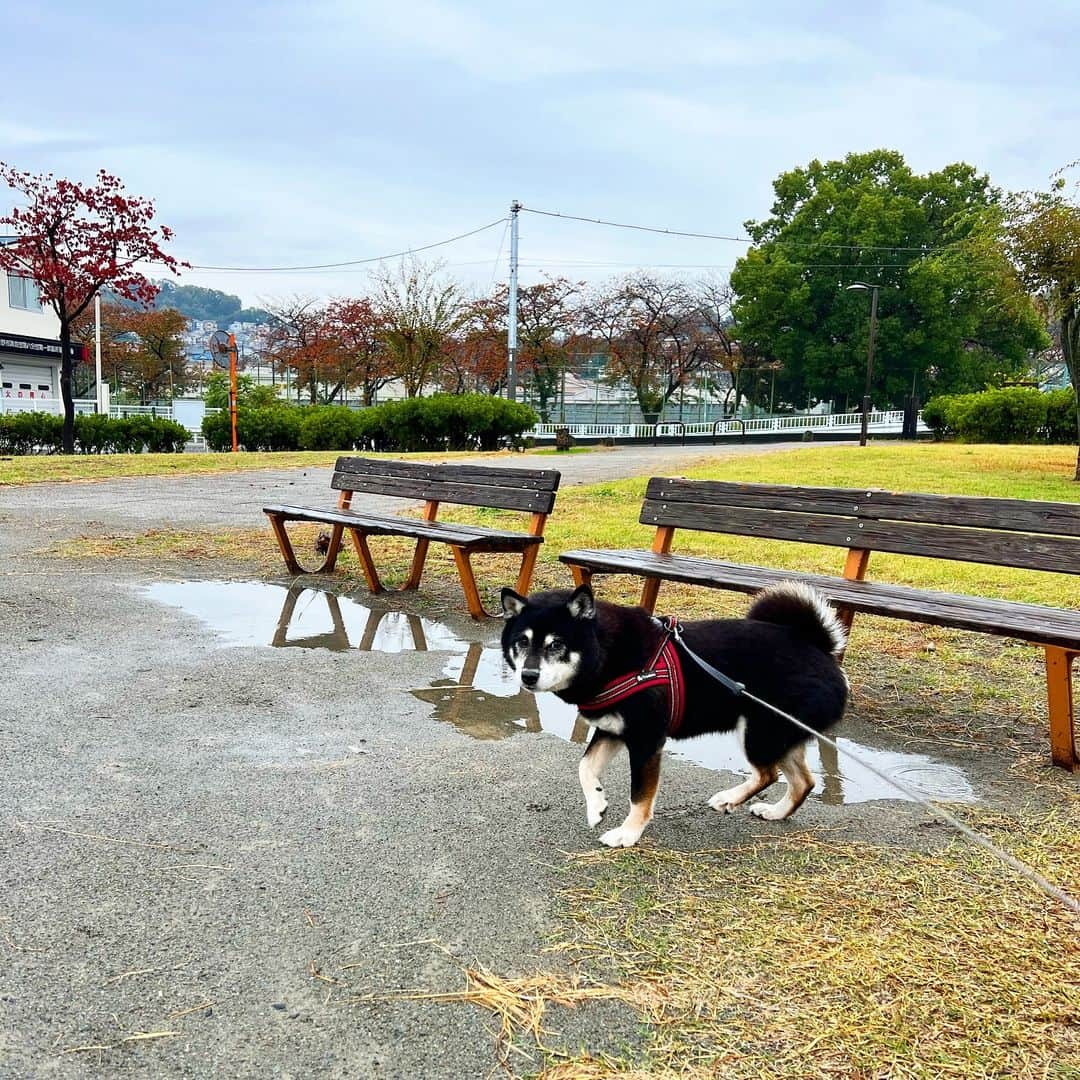 小川博永のインスタグラム：「雨降りの朝。  #ししまる爺さん  #今朝まる #ししまる #dog #dogs #柴犬 #黒柴」