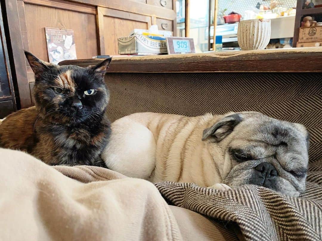 のインスタグラム：「オハヨウゴザイマス  ふたつ乗ってる。  #cat #pug #ひぐち猫 #ひぐちお茶目 #ひぐちべっぴん」