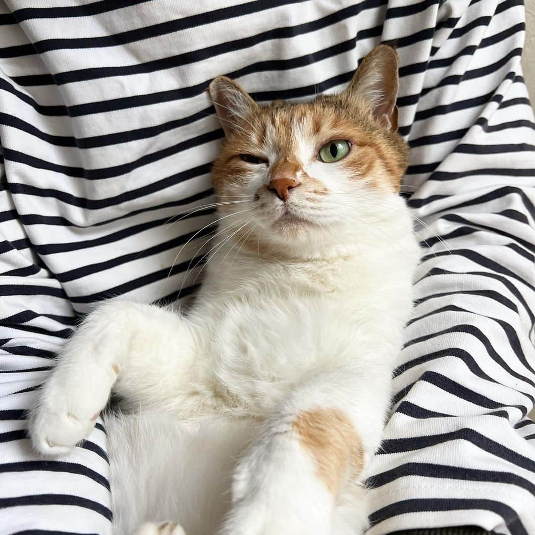 のインスタグラム：「おはよ。雨でアンニュイチミータ。 #ポチ実 #三毛猫」
