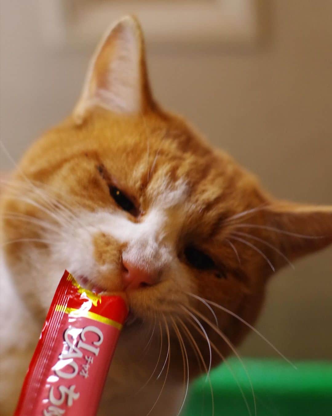 Kachimo Yoshimatsuさんのインスタグラム写真 - (Kachimo YoshimatsuInstagram)「ちゅーるを食べる｡  ちゃめしとおいなり｡  #うちの猫ら #chameshi #oinari #猫 #ねこ #ニャンスタグラム #にゃんすたぐらむ #ねこのきもち #cat #ネコ #catstagram #ネコ部 http://kachimo.exblog.jp」11月17日 10時19分 - kachimo