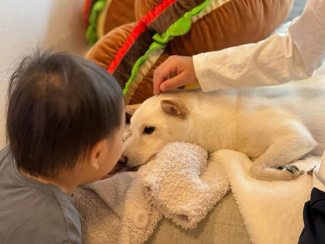 かまいたち山内と、猫たちさんのインスタグラム写真 - (かまいたち山内と、猫たちInstagram)「🙋‍♀️ 今朝の子供たちとむぎです。 しつこ過ぎてちょっと怒ってましたが、じっと撫でられてました🐕 #むぎ#豆柴」11月17日 10時15分 - kamaitachi.neko.6.neko