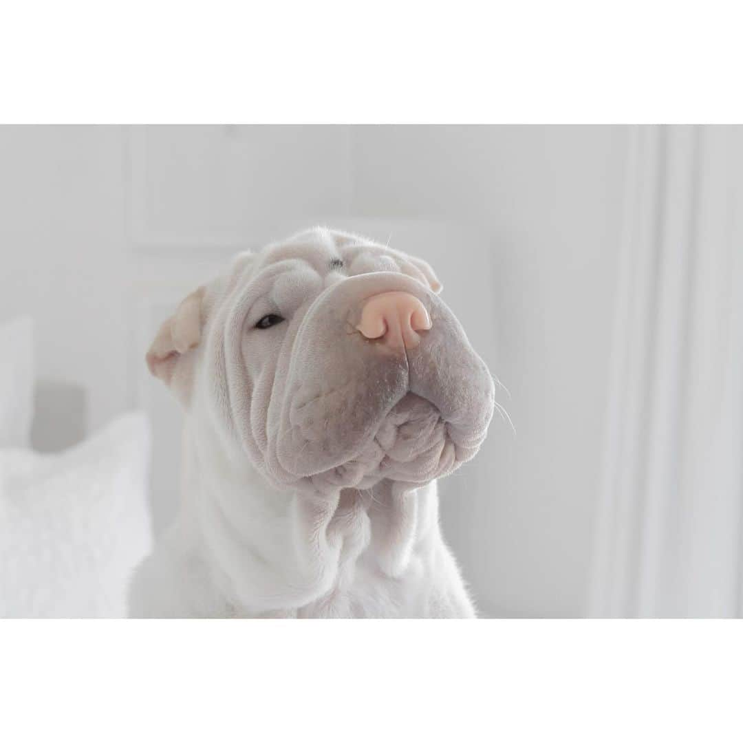 annie&pADdinGtoNのインスタグラム：「Mummy is learning the harmonica, someone needs to be here to judge her 🙉 #happytohelp #judgingmummy #lambington #sharpei #sharpeisofinstagram #sharpeisoftheworld #love #squishyfacecrew #wrinkles #instagood #weeklyfluff #instadaily #dog #dogsofinstagram #barked #instadaily #iloveyoutothemoonandback #dogsoftheday #iloveyoutothemoonandback」